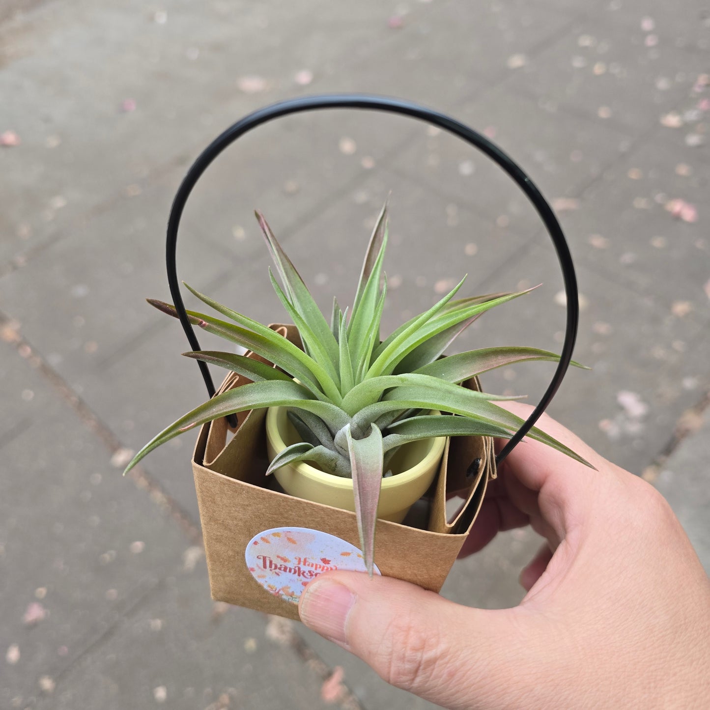 Airplant gift