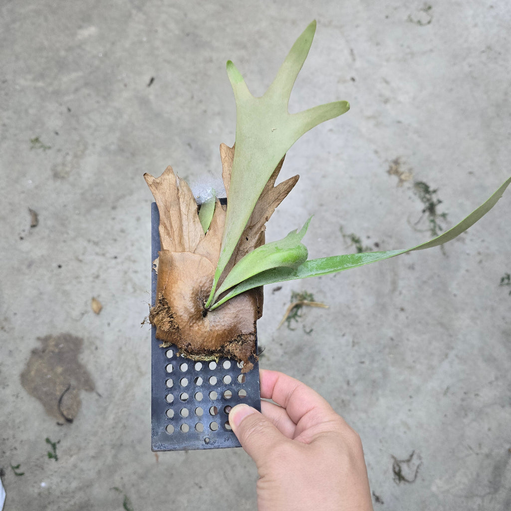 Platycerium assorted - mounted