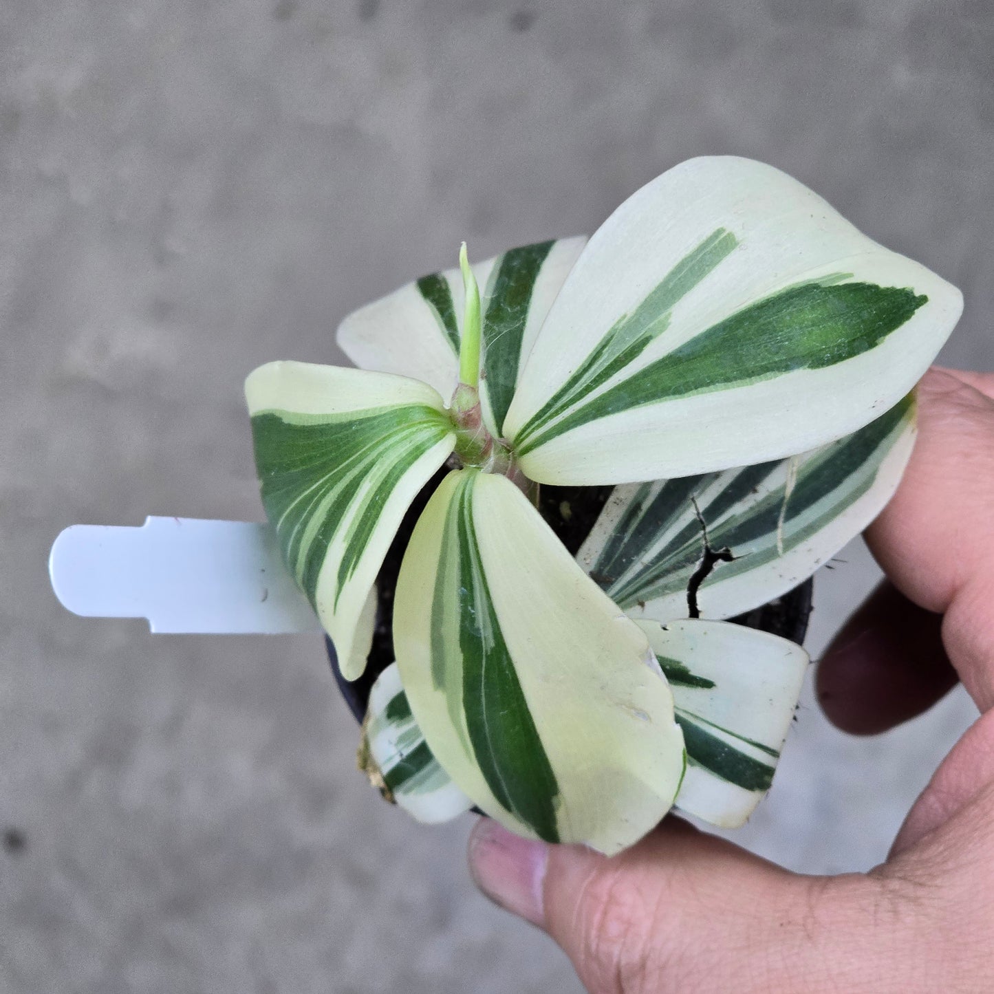 Spiral Ginger - 2"