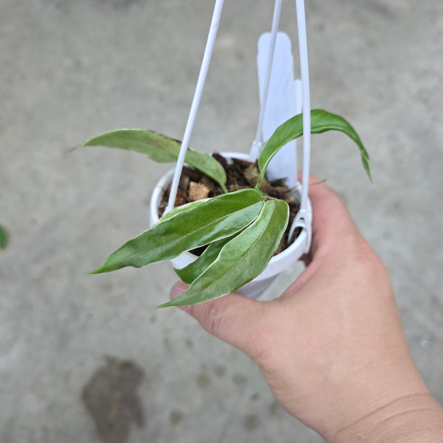 Hoya kenejiana 'Variegata' - 3" (HB)