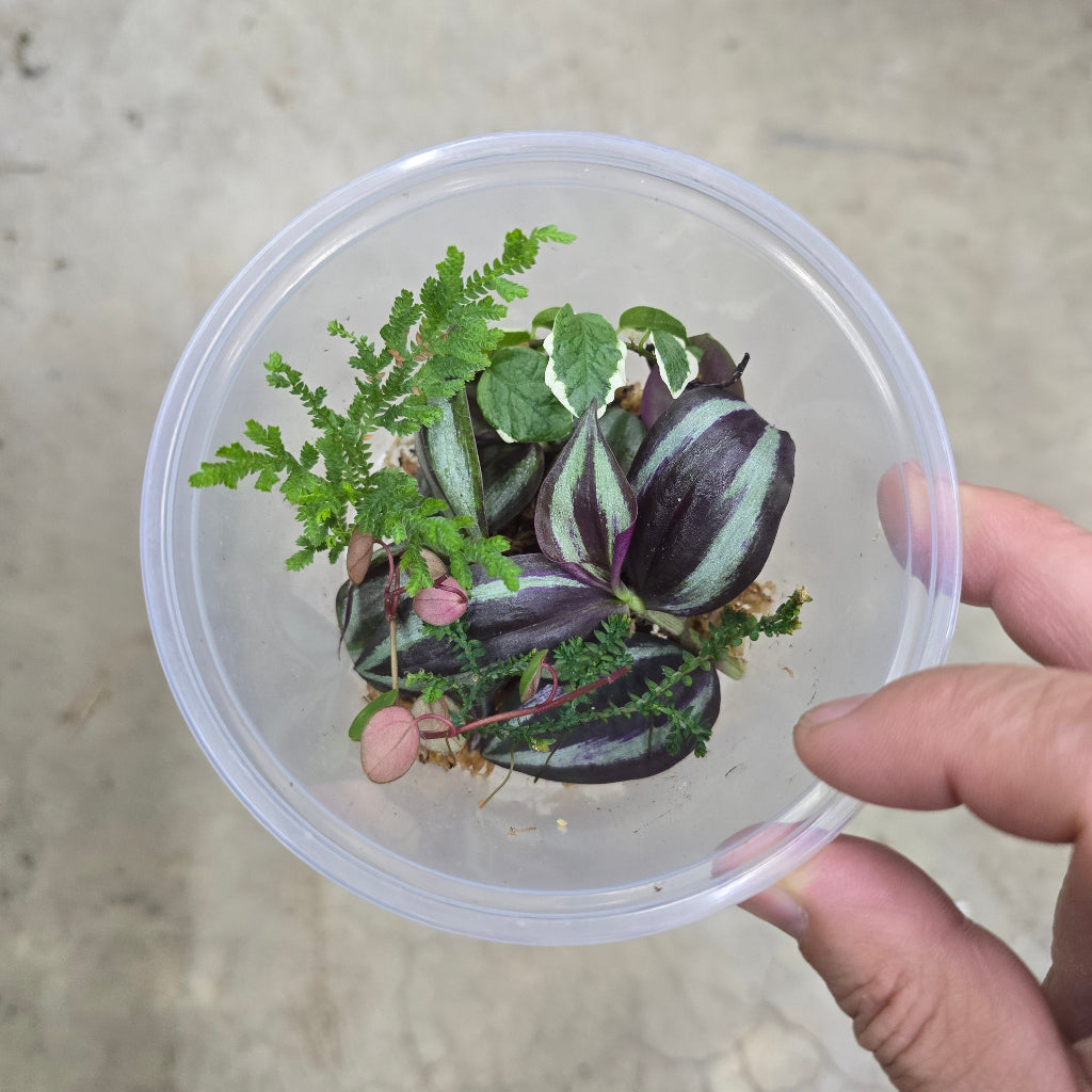 Terrarium Cuttings - Assorted