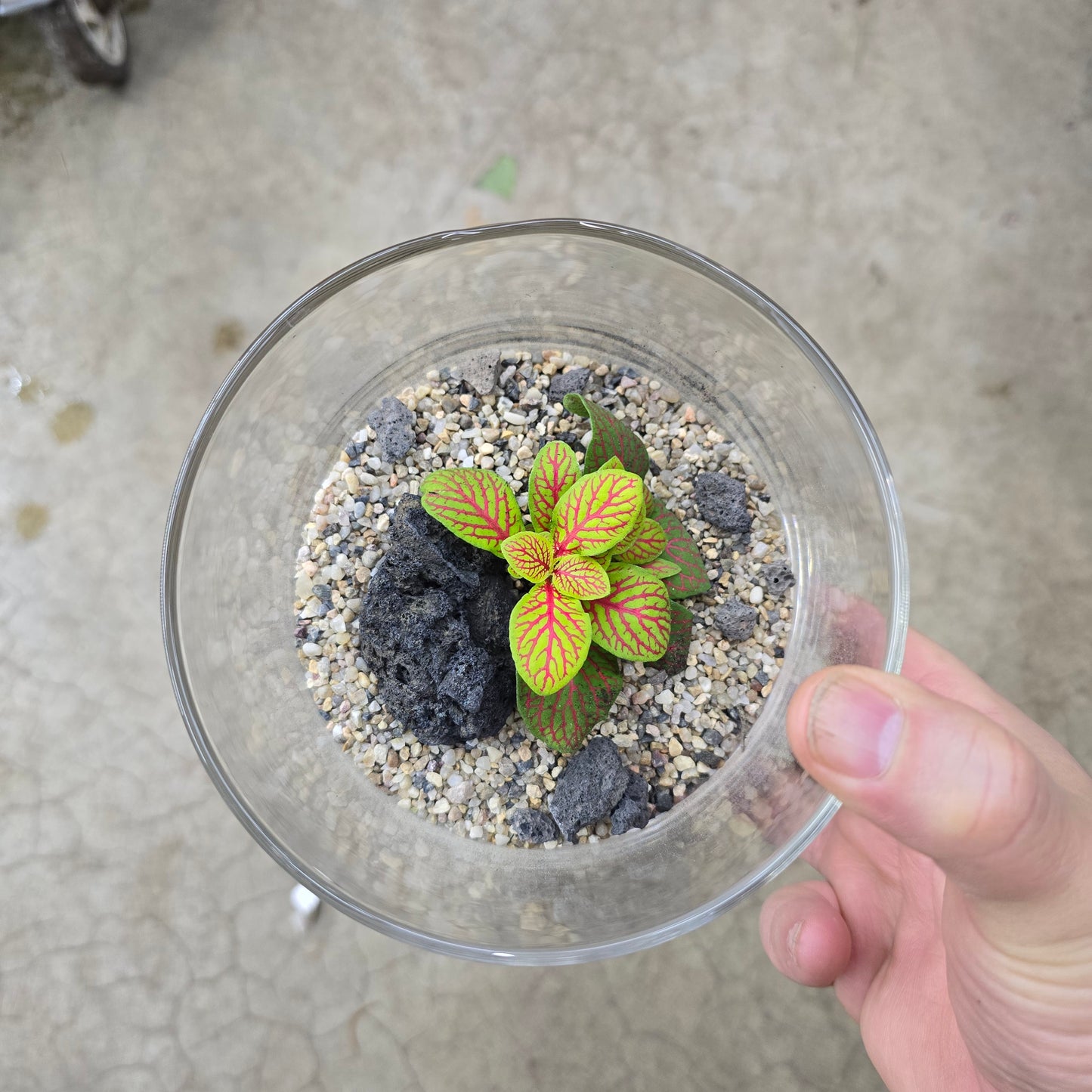 Zen Terrarium - 5"