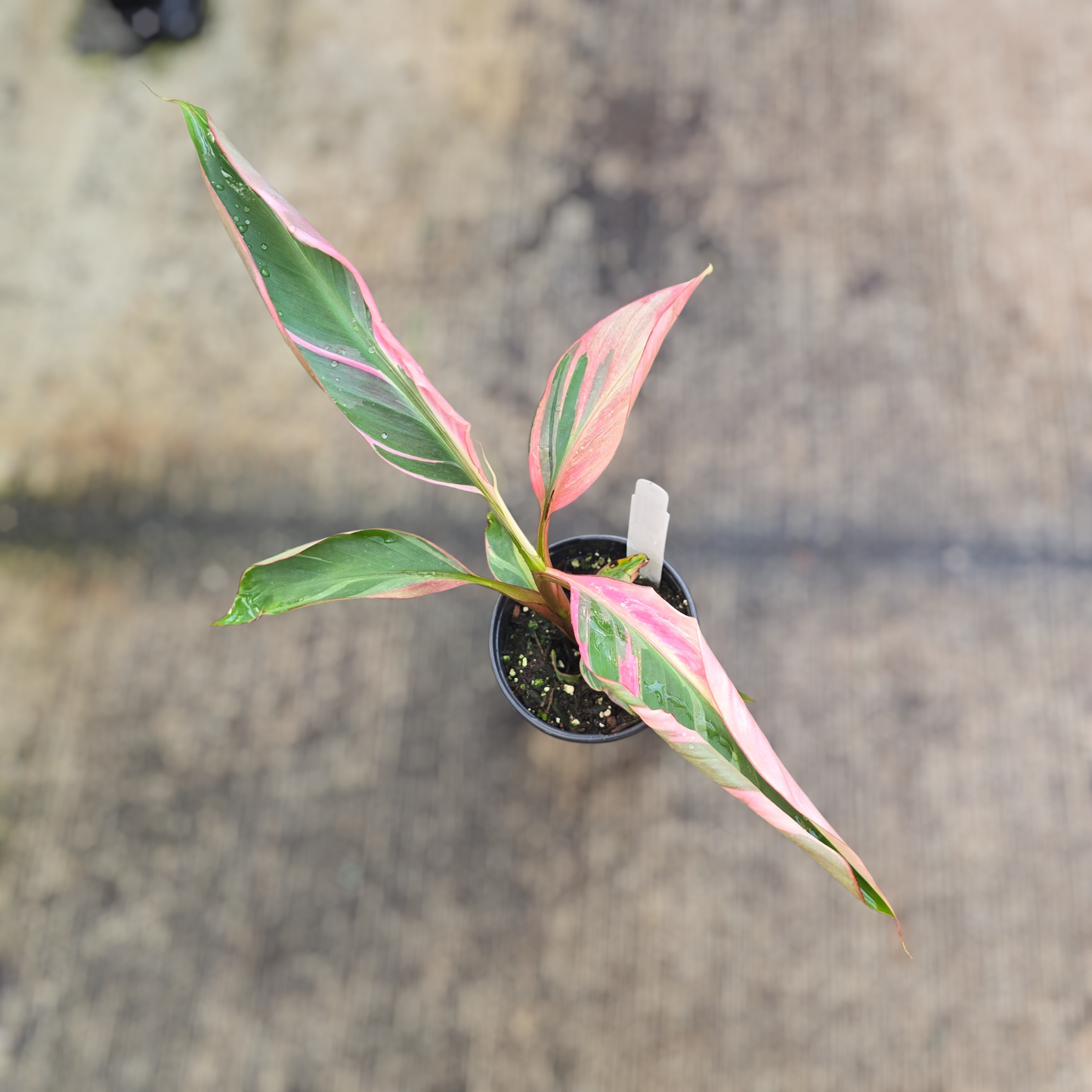 Musa 'Nono Pink' - 4"