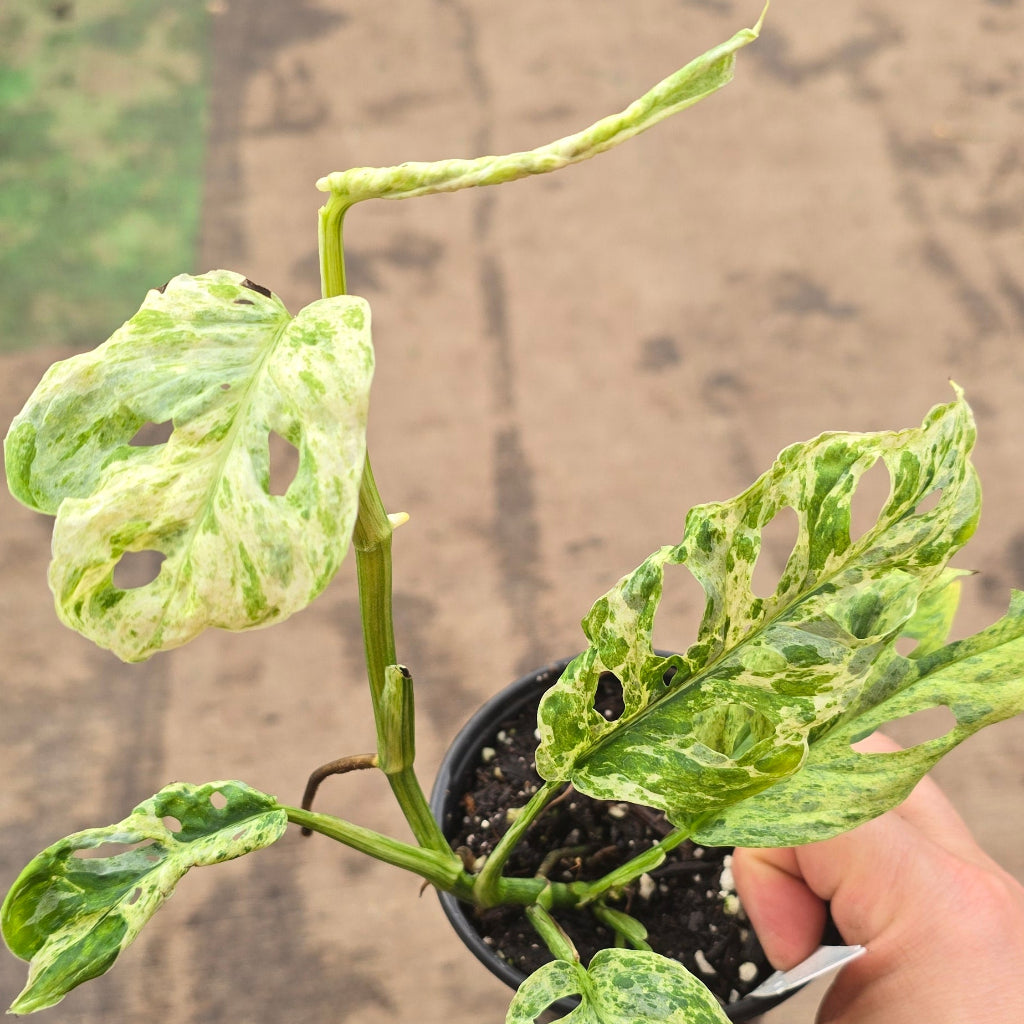 Monstera laniata variegated - 4"
