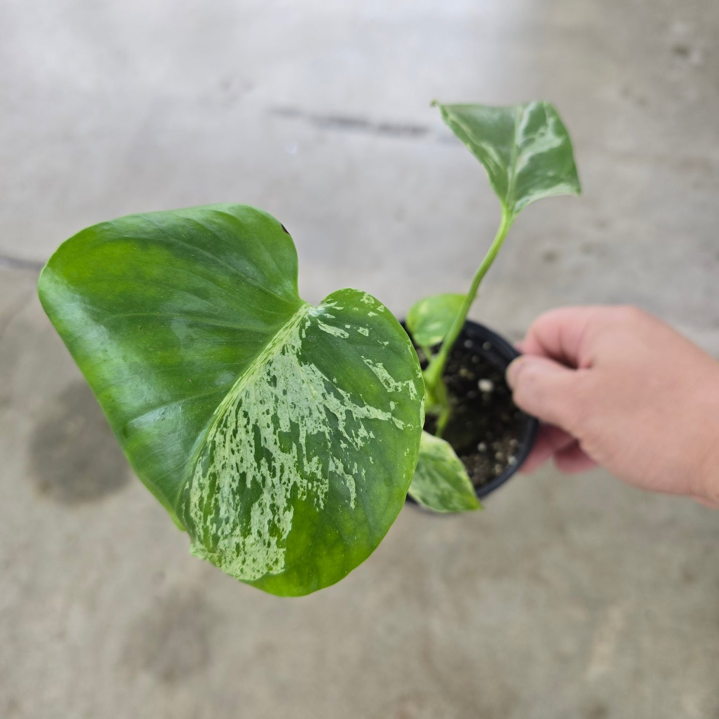 Monstera deliciosa 'Bulbasaur' - 4"