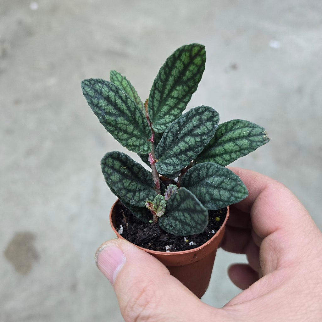 Pellionia pulchra - 4" (rescue)