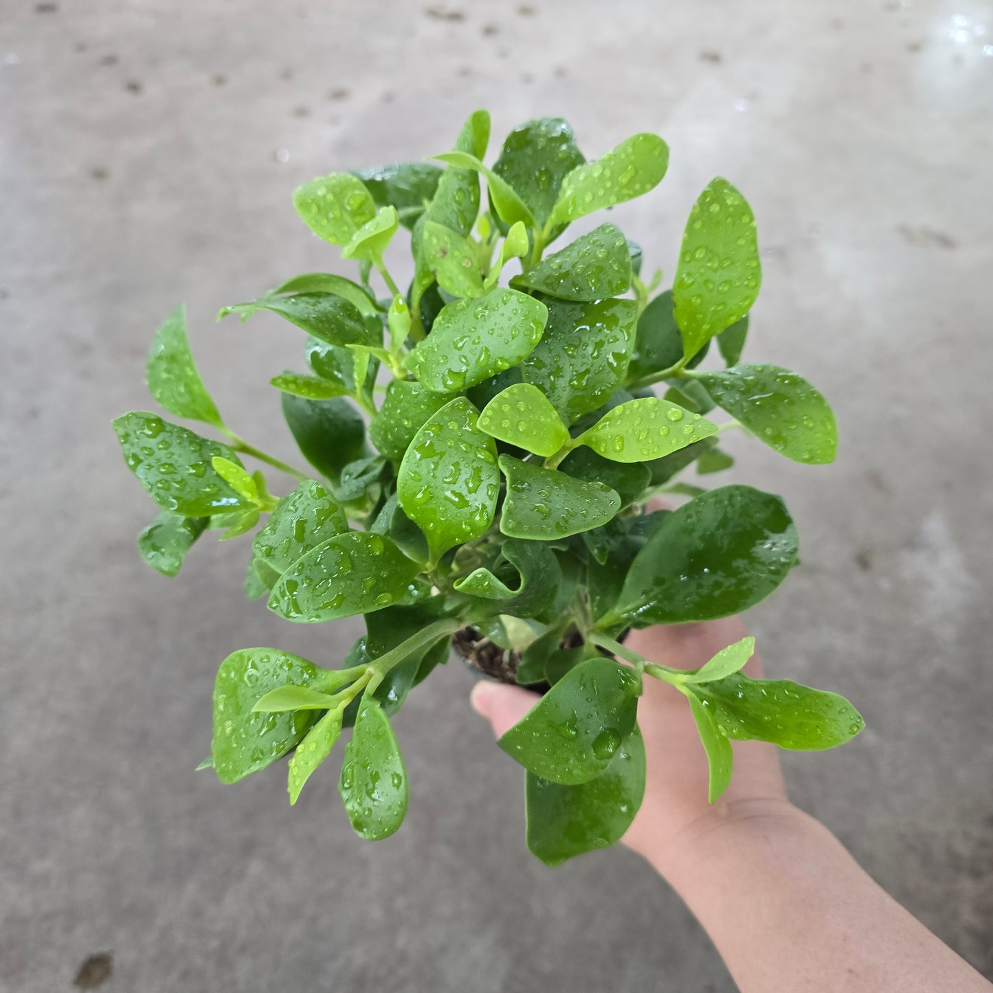 Hydnophytum papuanum - 4"