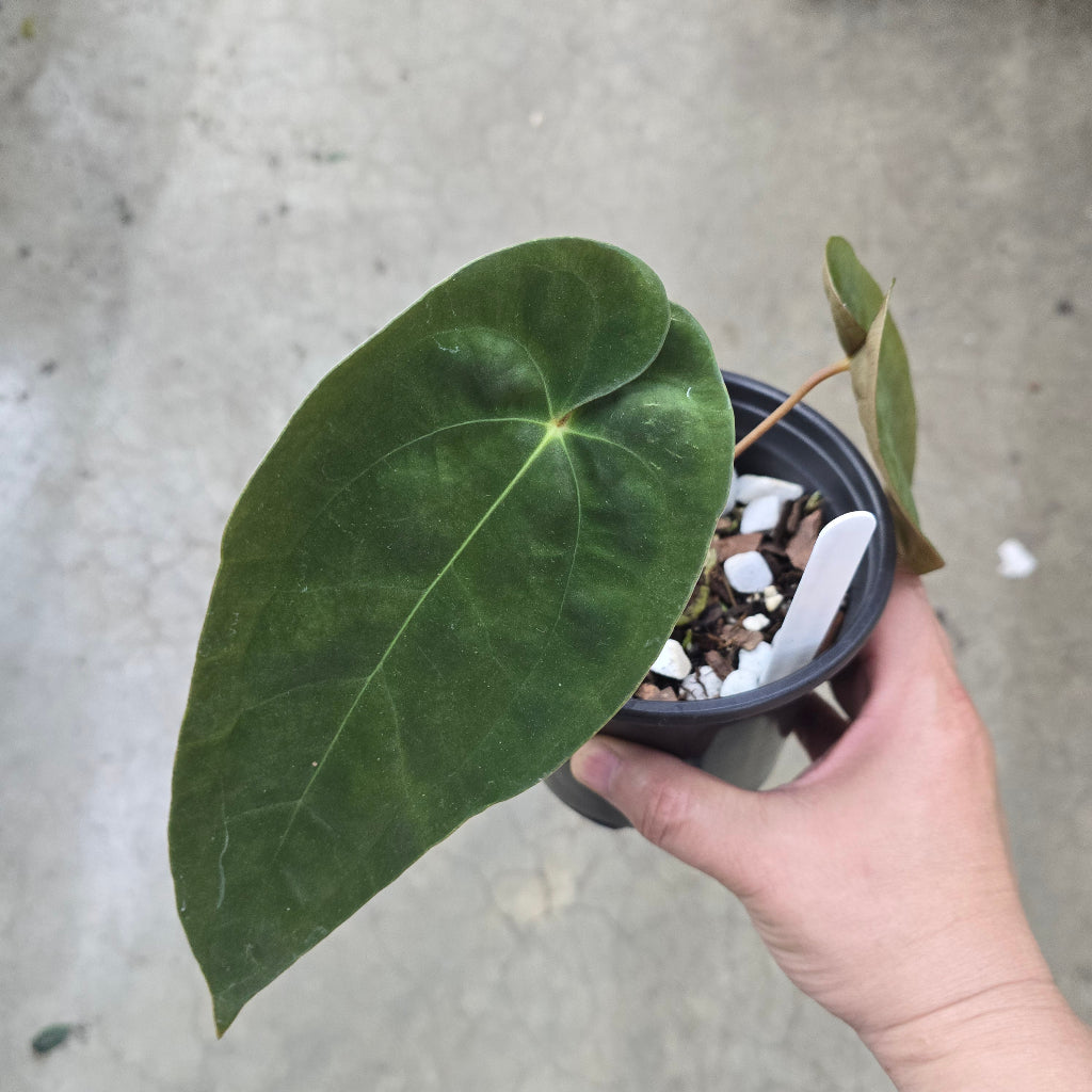 Anthurium papillilaminum (RA5 x RA17)