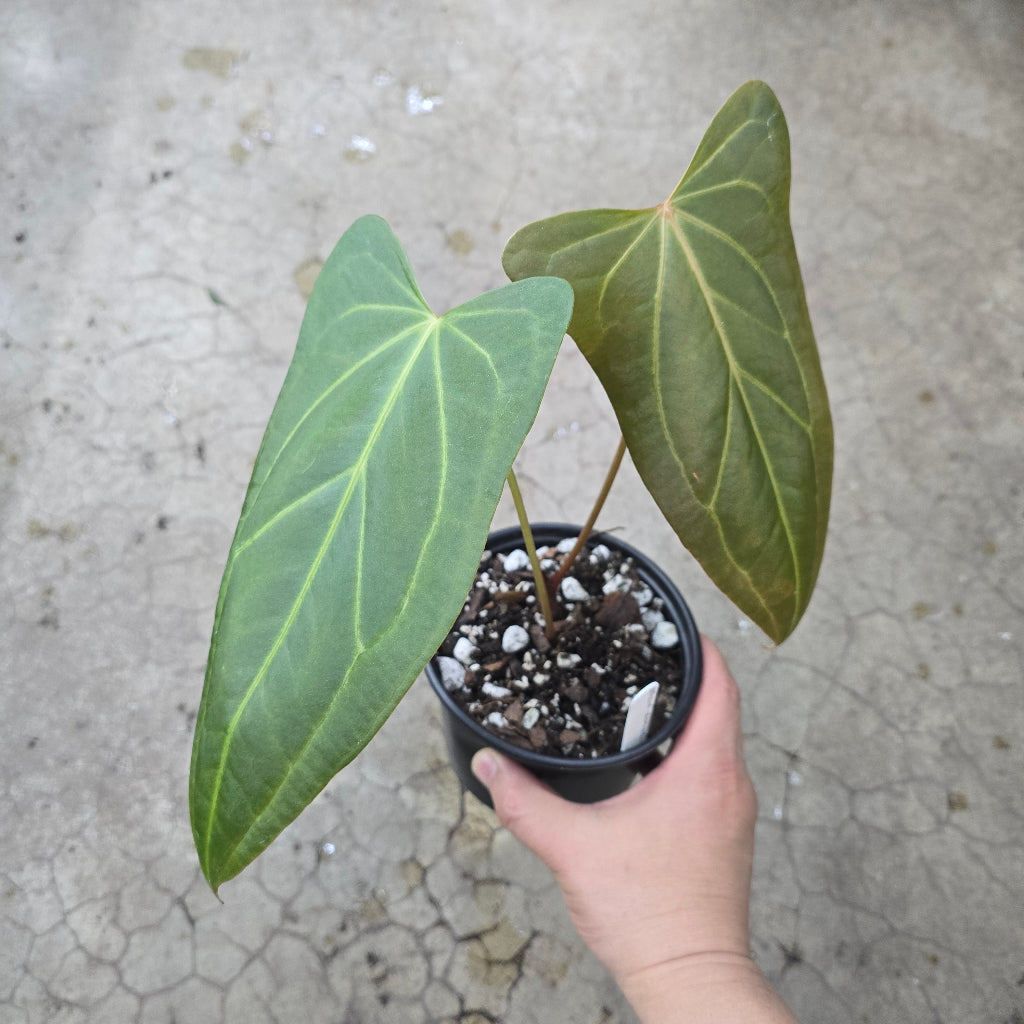 Anthurium Leland Delta x Anthurium portillae "Dorito" - 5"