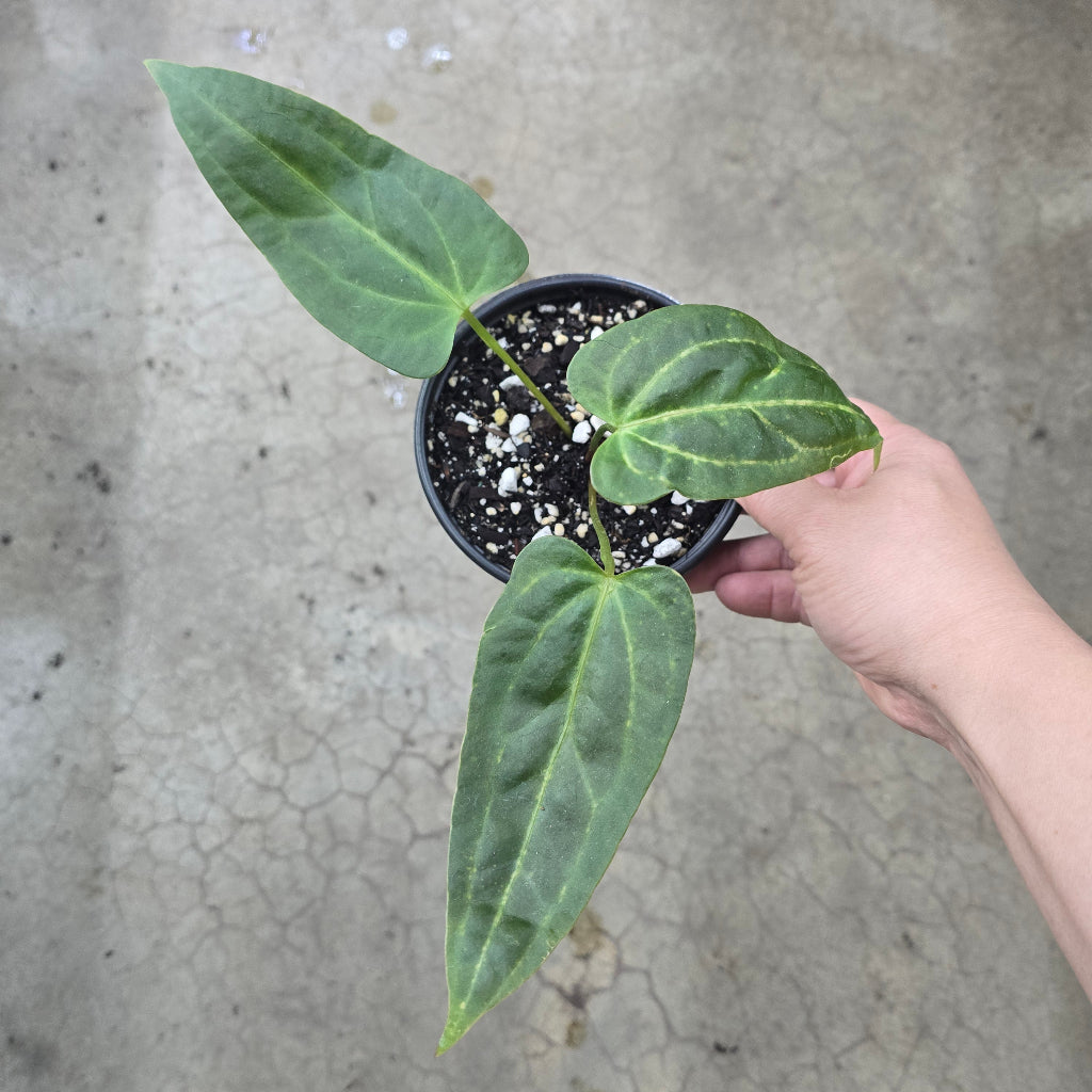 Anthurium Leland Delta x Ree Pap - 5"