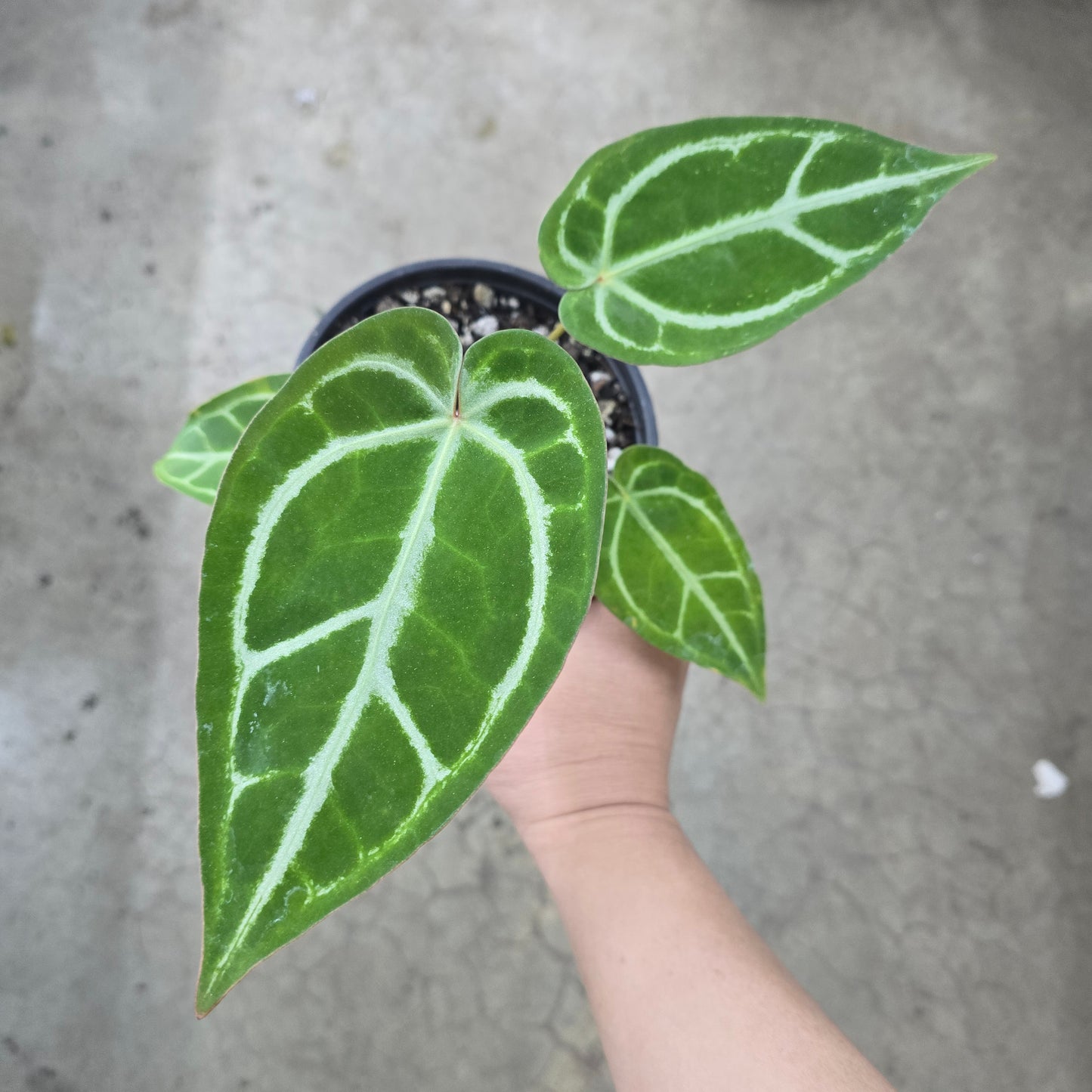 Anthurium Red Crystal Mag x Pink Wonderboy - 5"