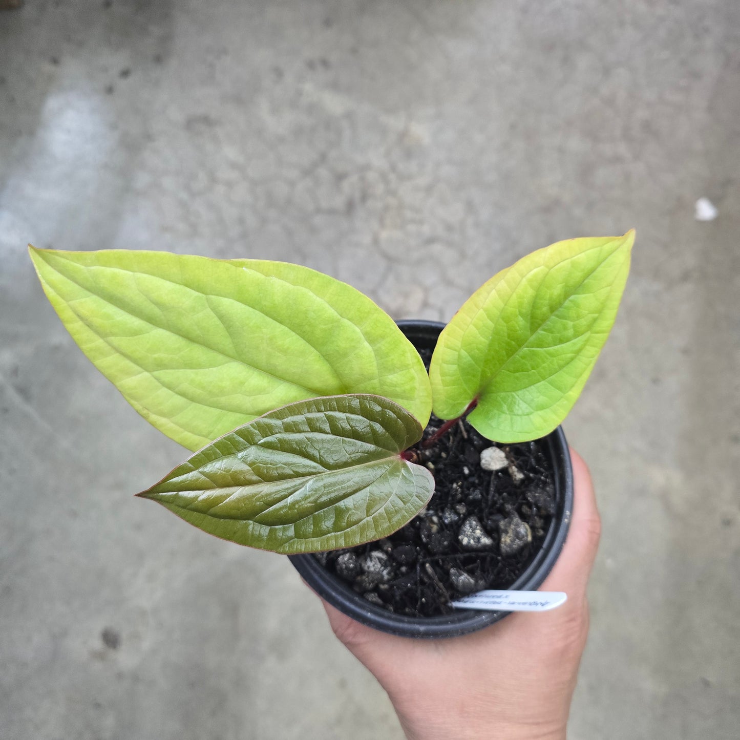 Anthurium Dark Luxurians x Radicans - 5"