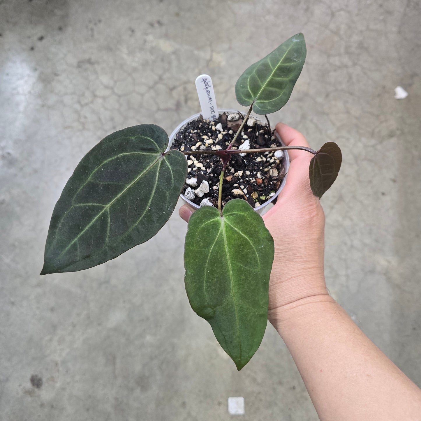 Anthurium Doc Block - F2 - 4"