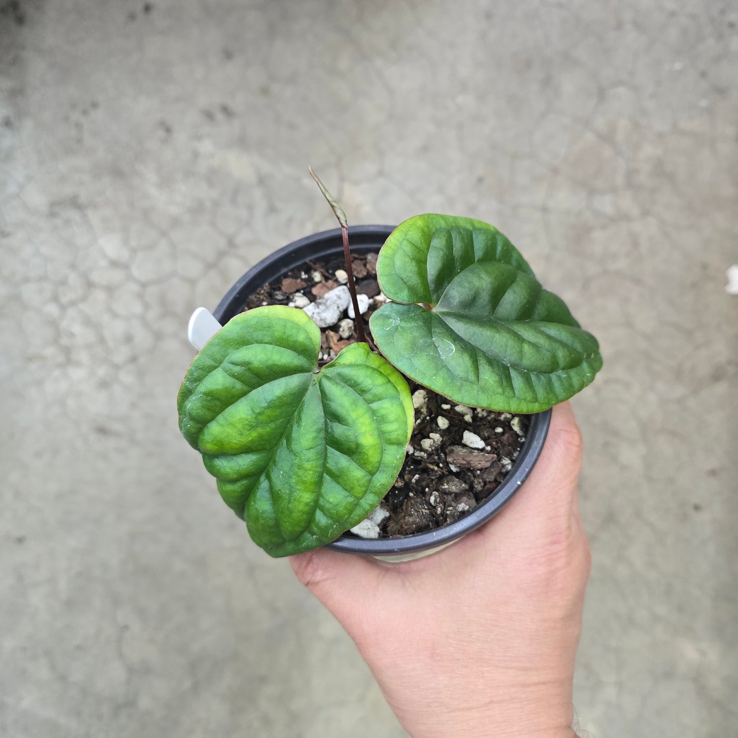 Anthurium RVDF x Luxurians - 5"