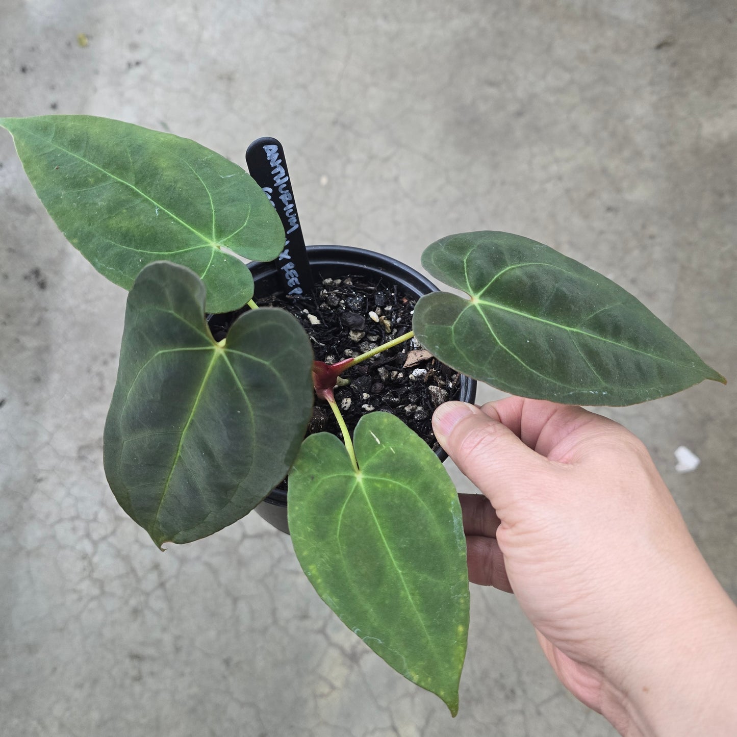 Anthurium 'Goliath' x Ree Pap - 5" (A)