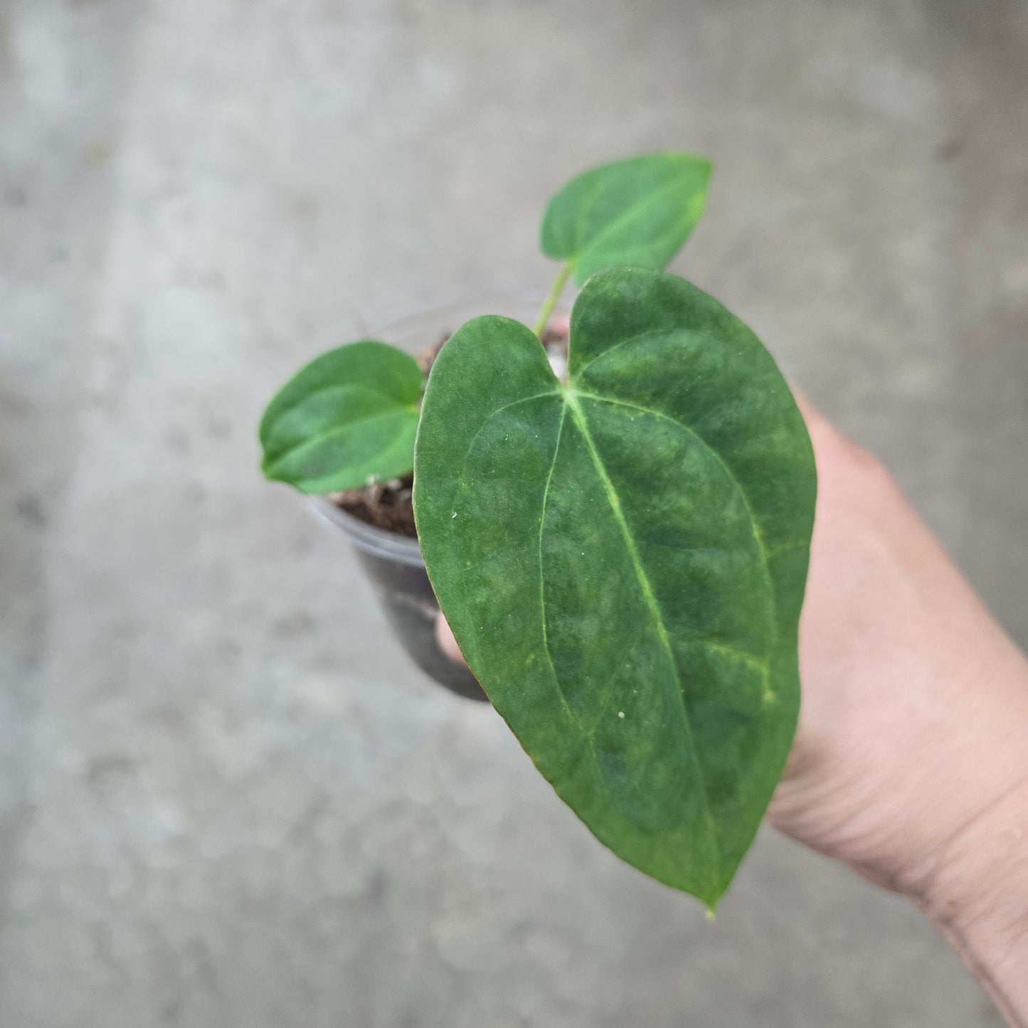 Anthurium 'Gatorskin' x 'Dad Bod' Narrow - 4"