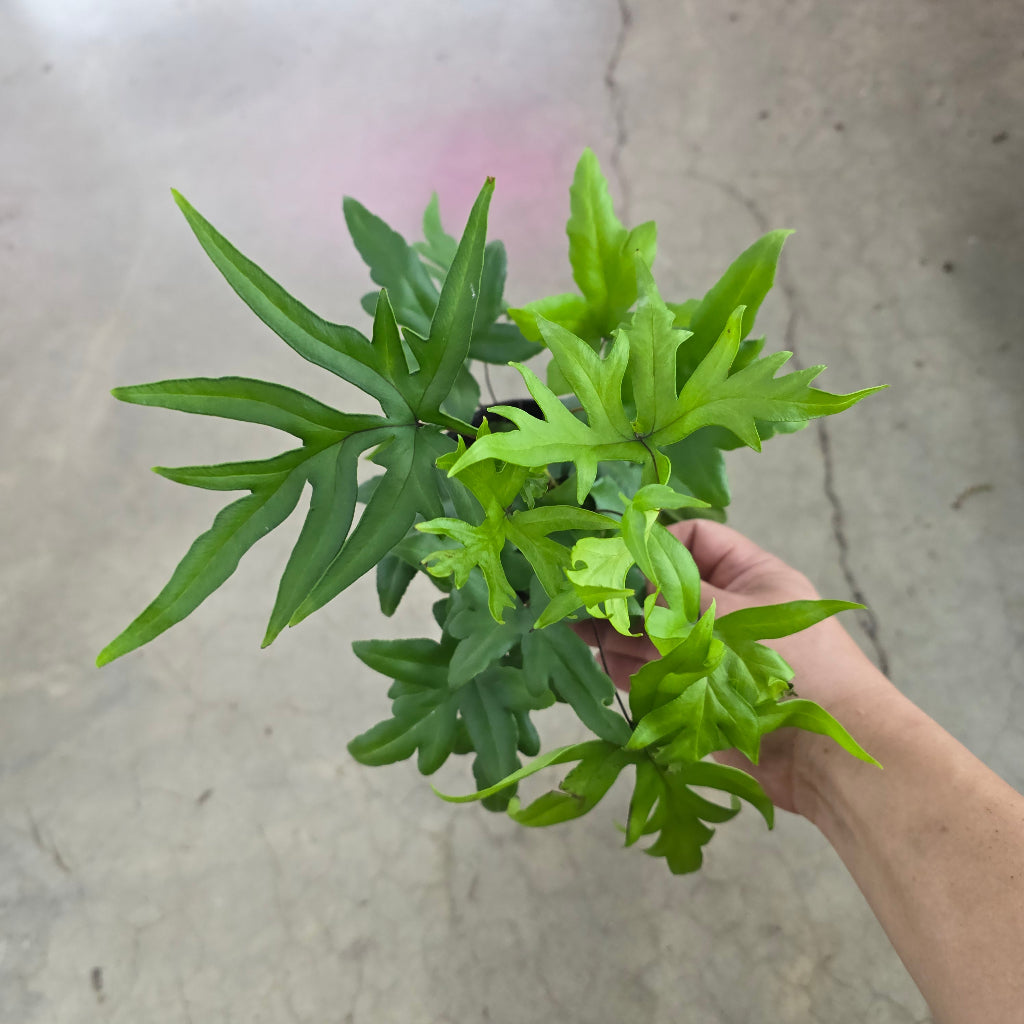 Doryopteris palmata - 4"