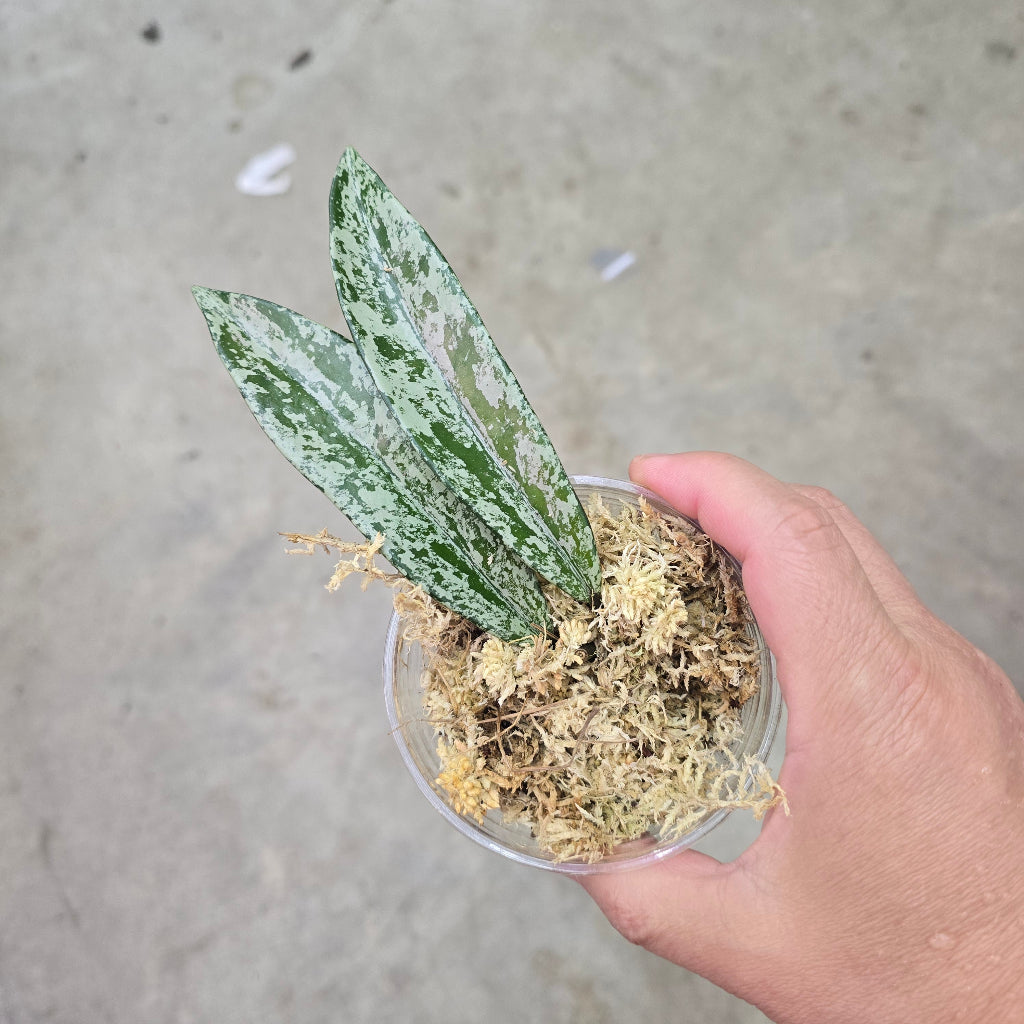 Hoya pubicalyx splash - 2"