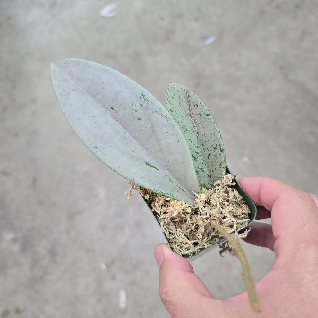 Hoya 'Pink Silver Ghost' - 2"