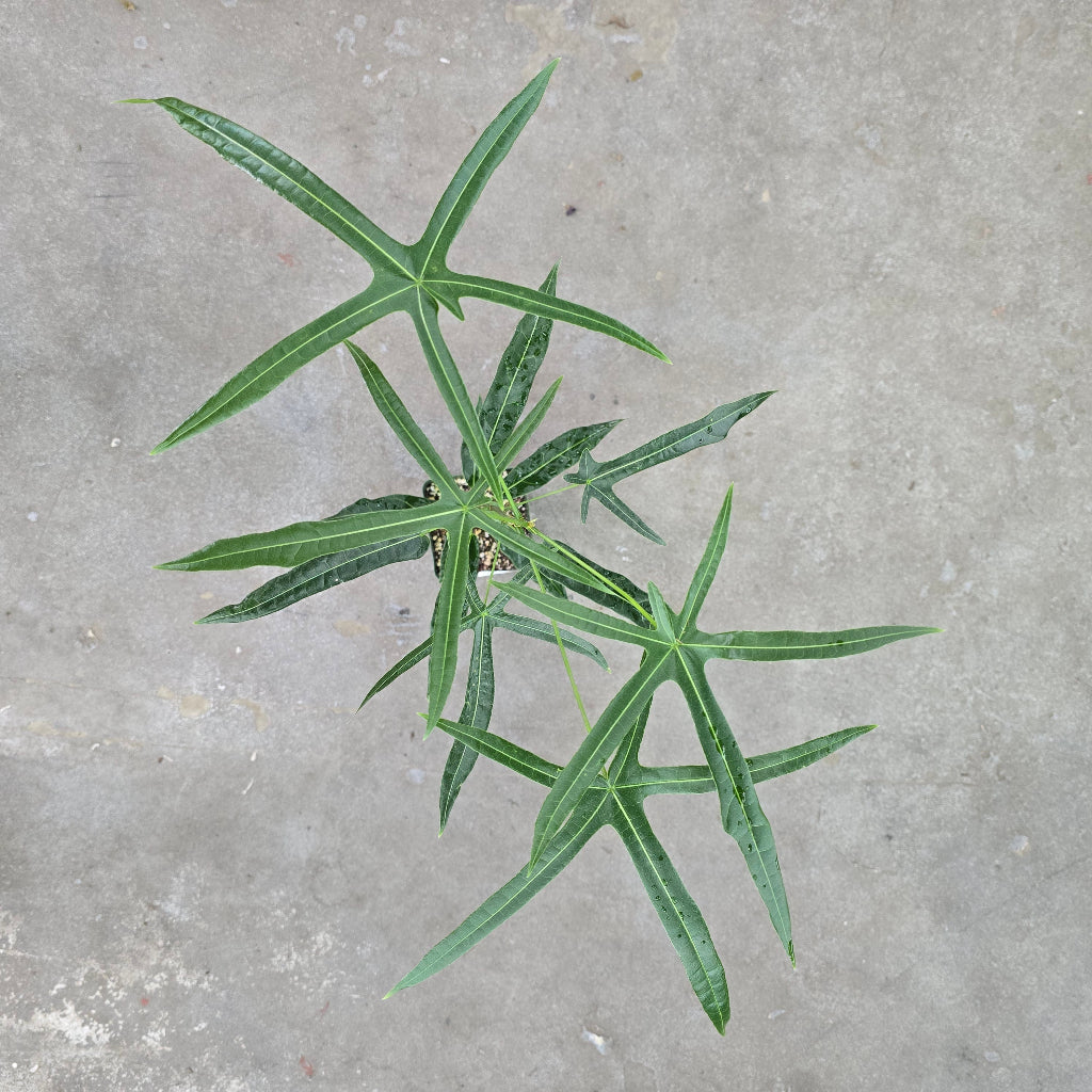 Brachychiton rupestris hybrid - 4"