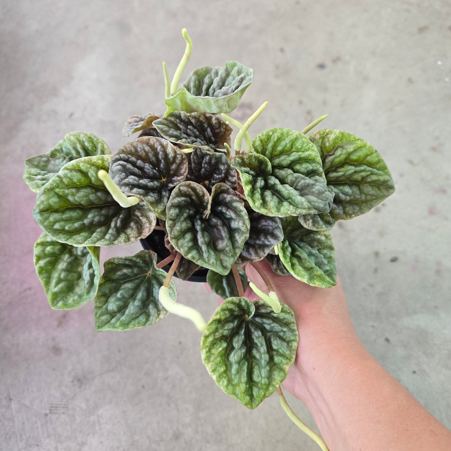 Peperomia caperata abricos - 4"