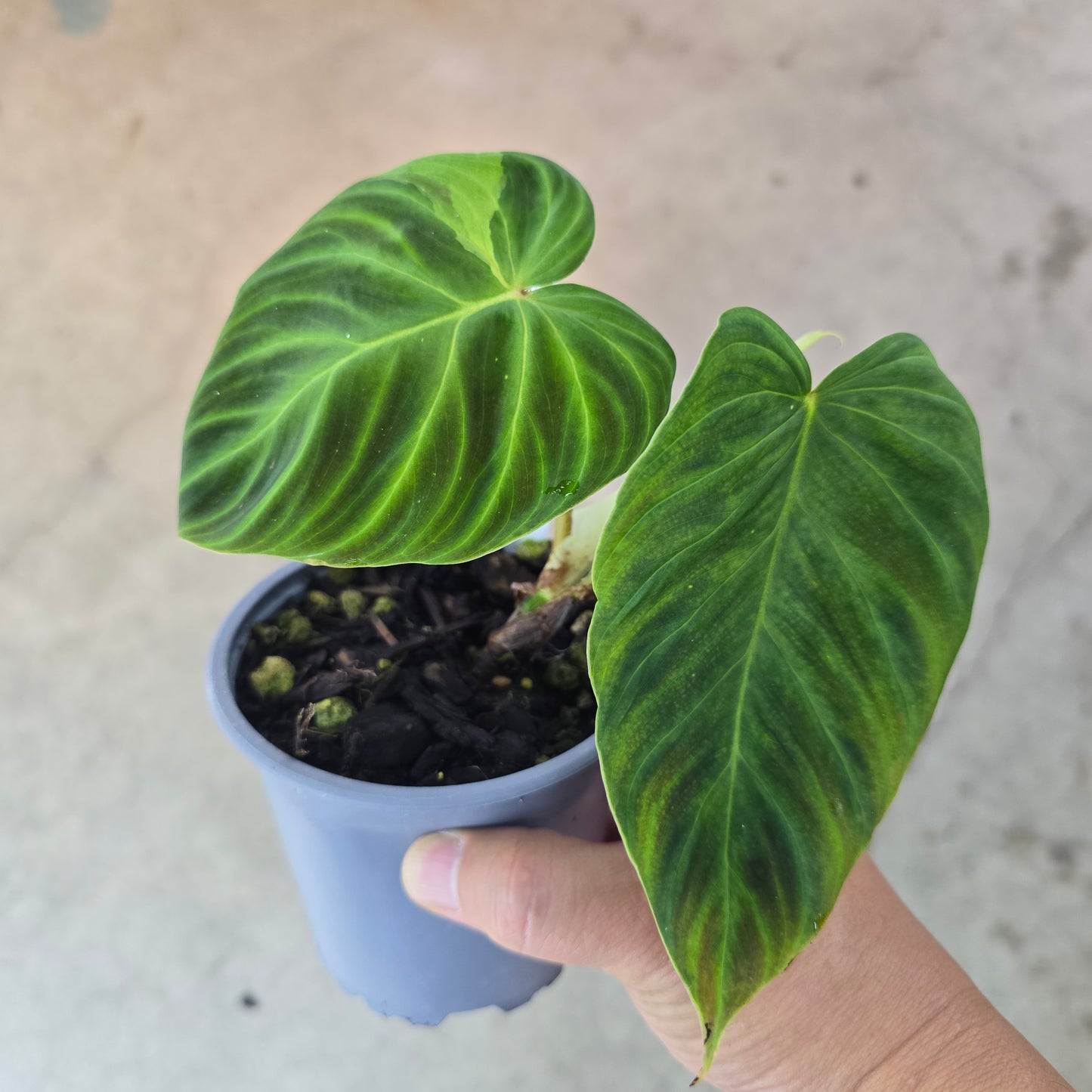 Philodendron verrucosum 'glow' - 4"