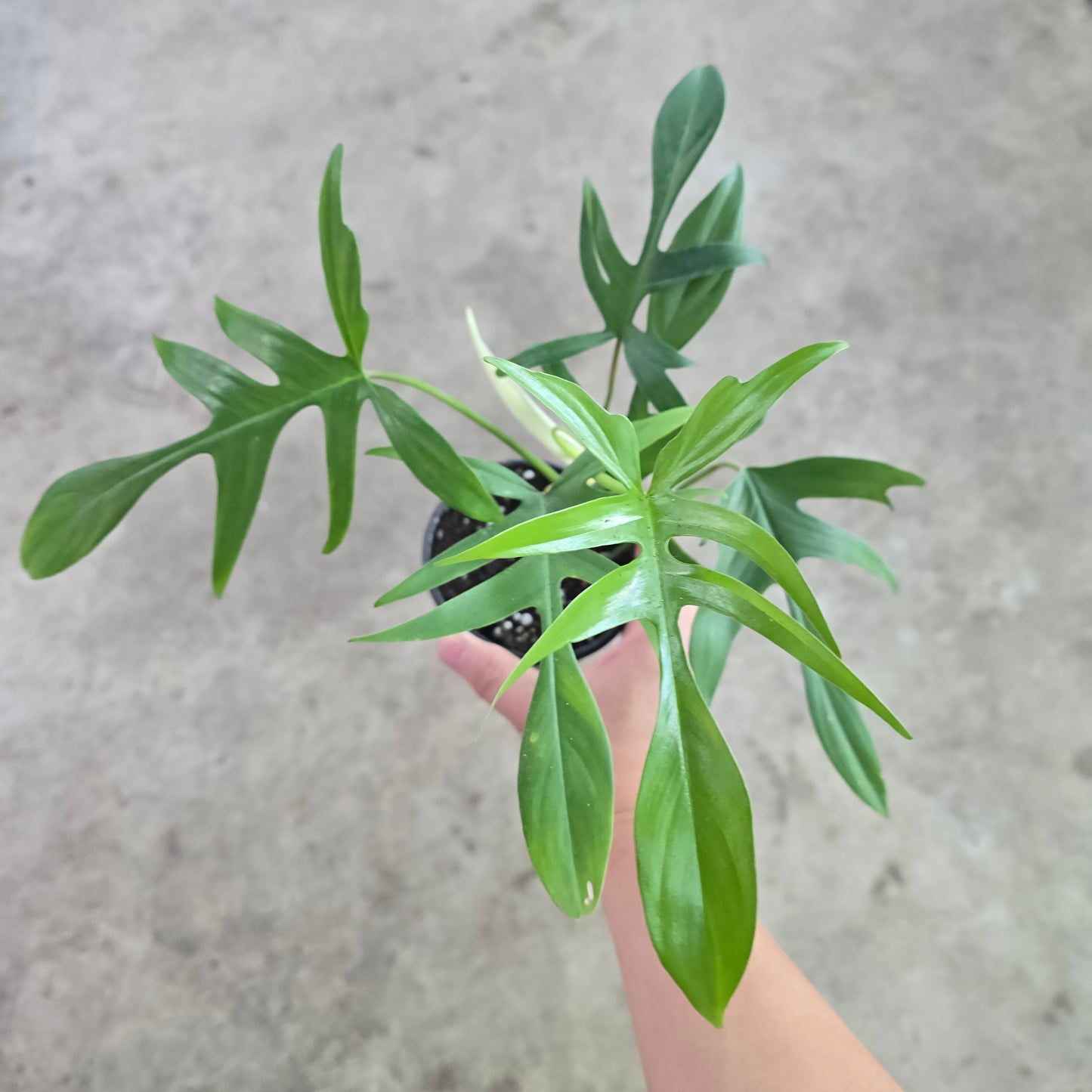 Philodendron 'Florida Beauty' x polypodioides - 4"