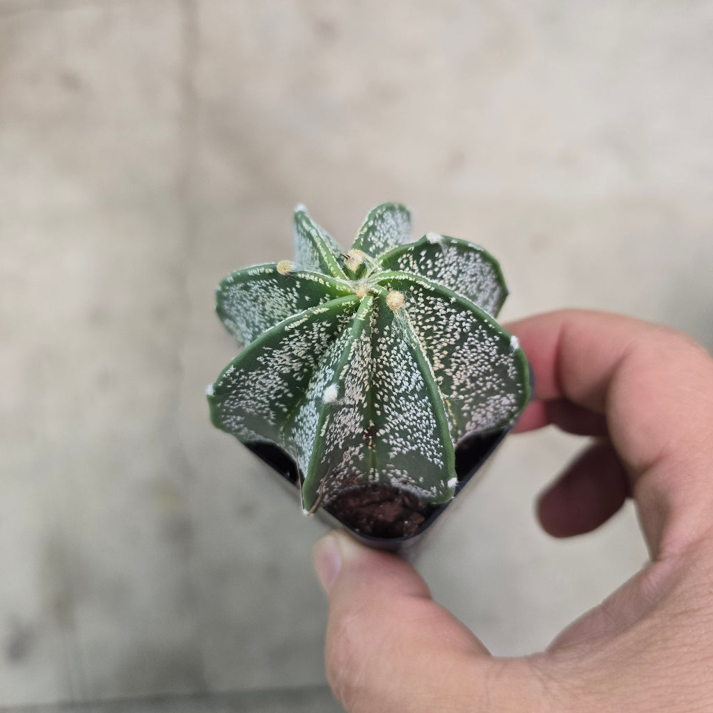 Astrophytum capricorne - 2"
