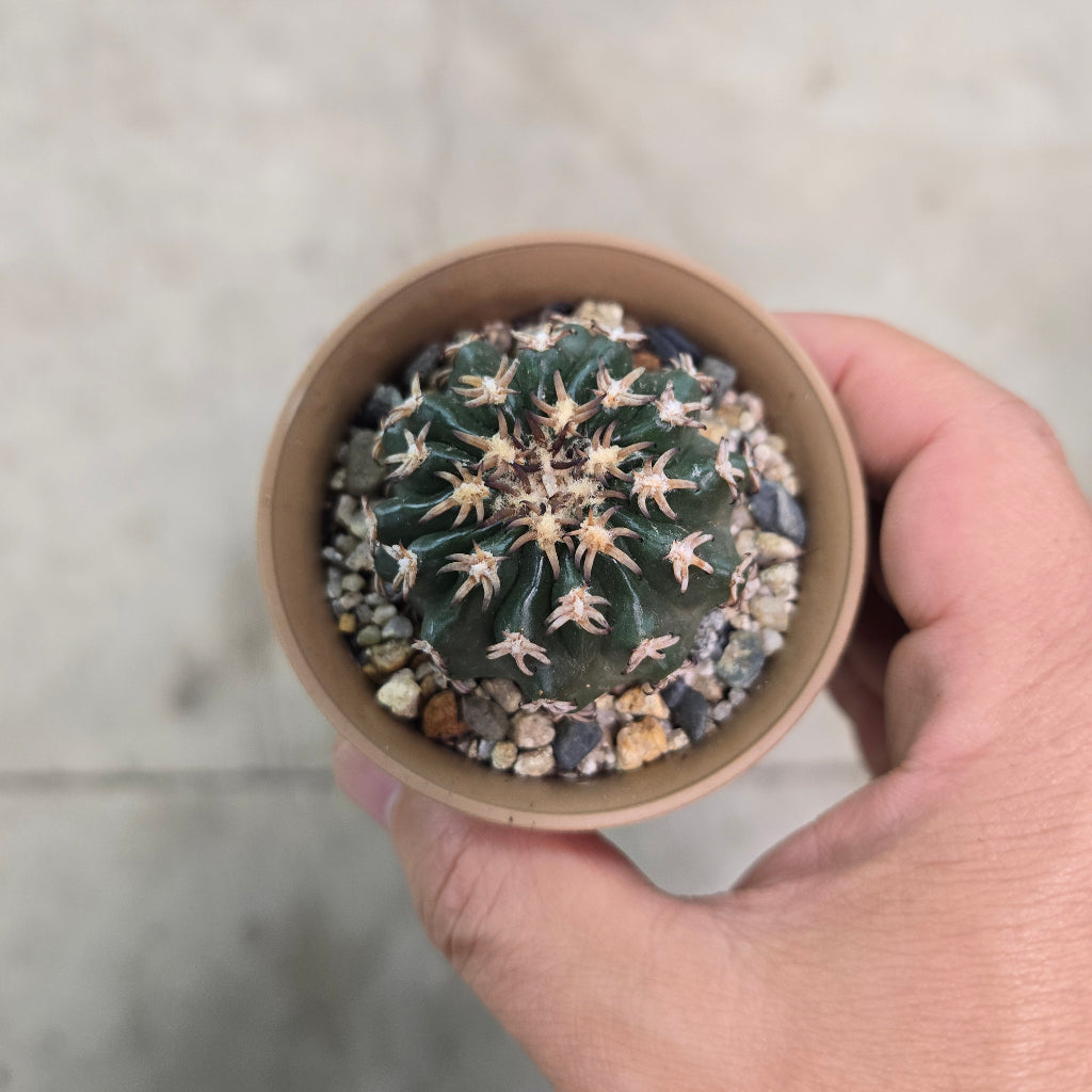 Discocactus ferricola - 3"