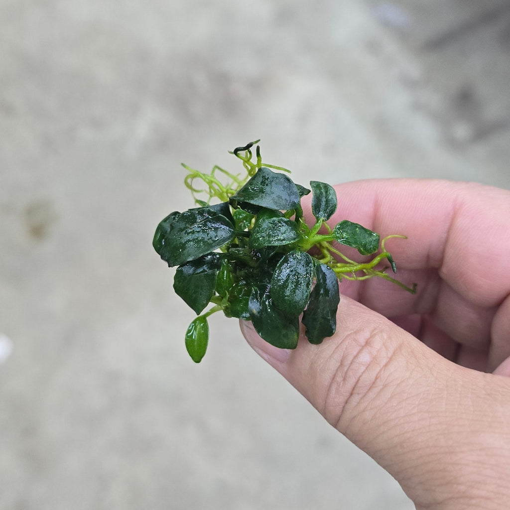 Anubias 'dark angel'