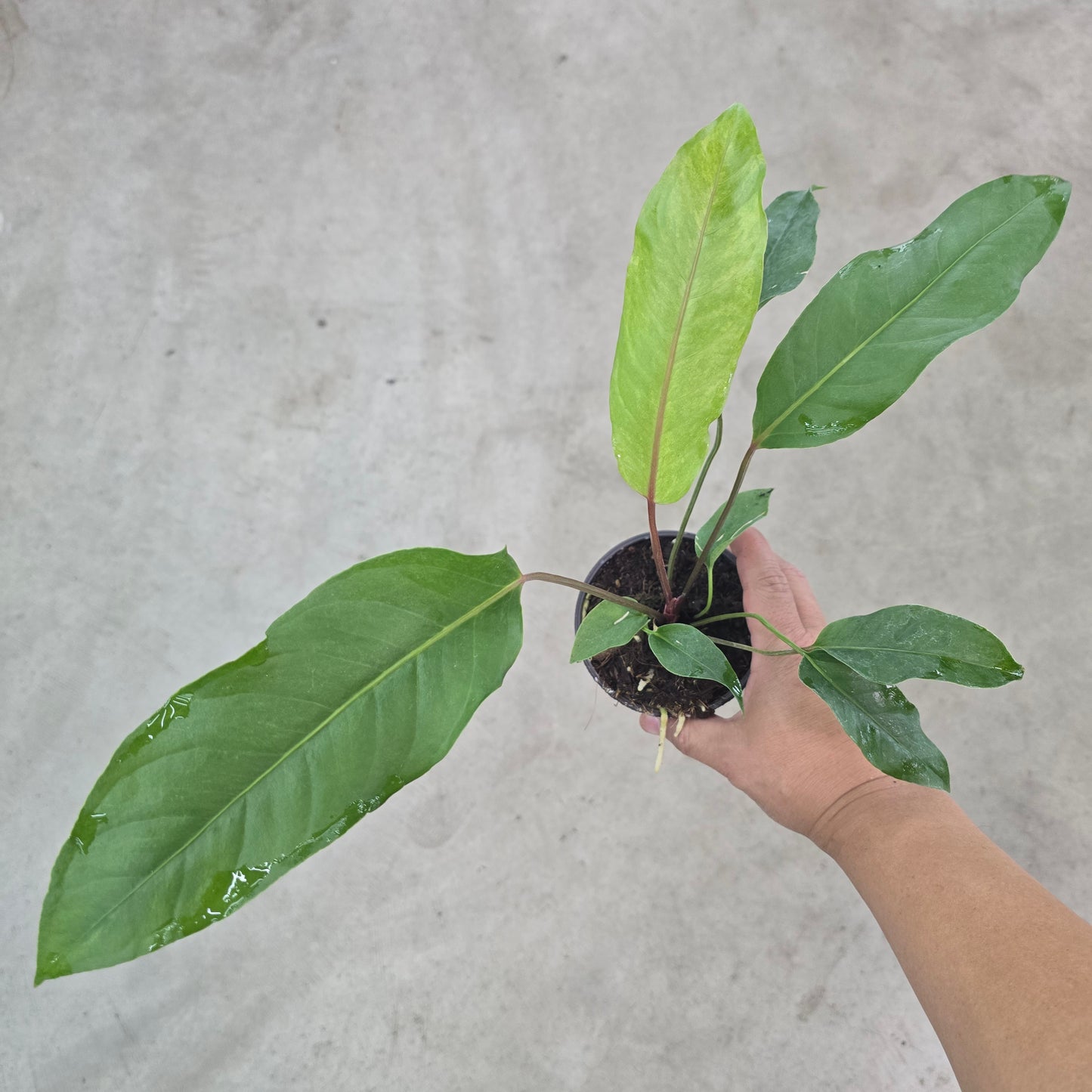 Anthurium aurea variegated - 4"