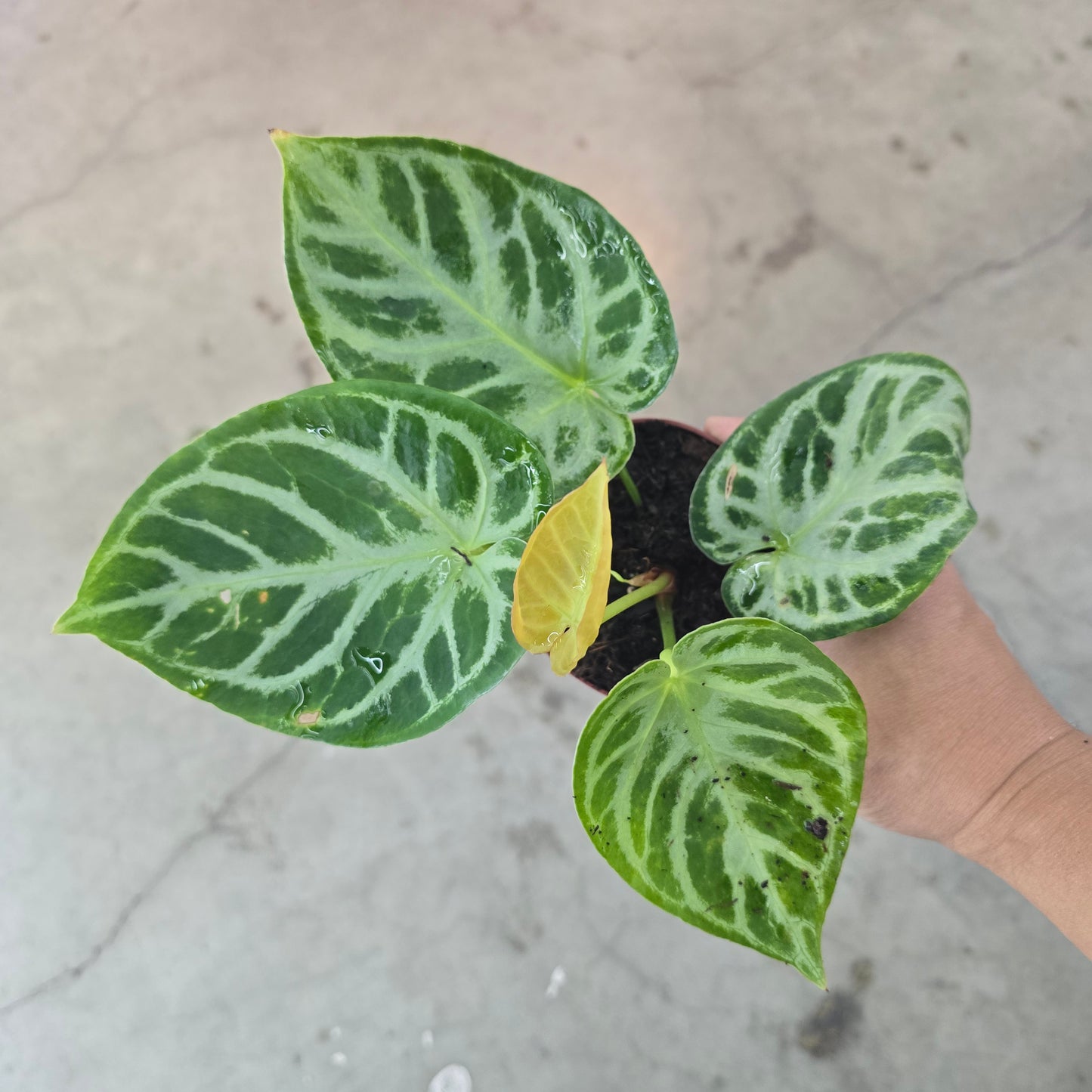 Anthurium dorayaki x "silver blush" - 4"