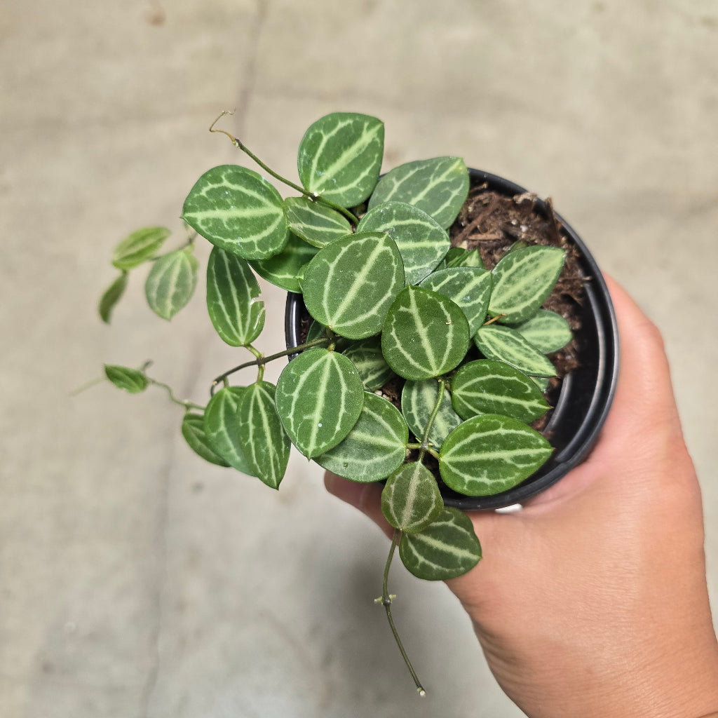 Dischidia ovata - 4"