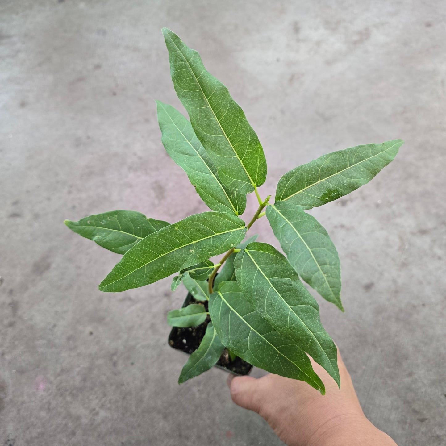 Ficus ingens - 4"