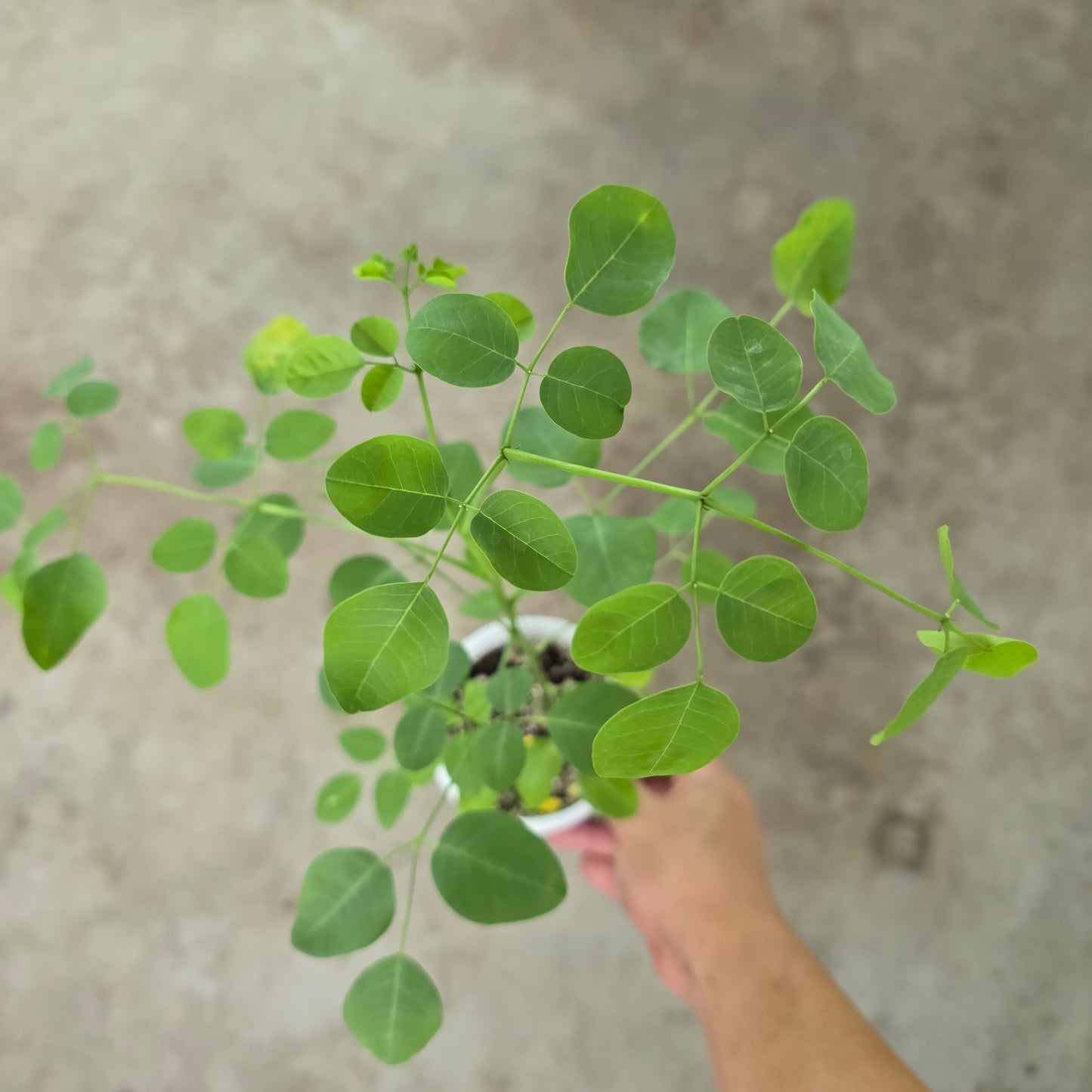 Moringa stenopetala - 4"