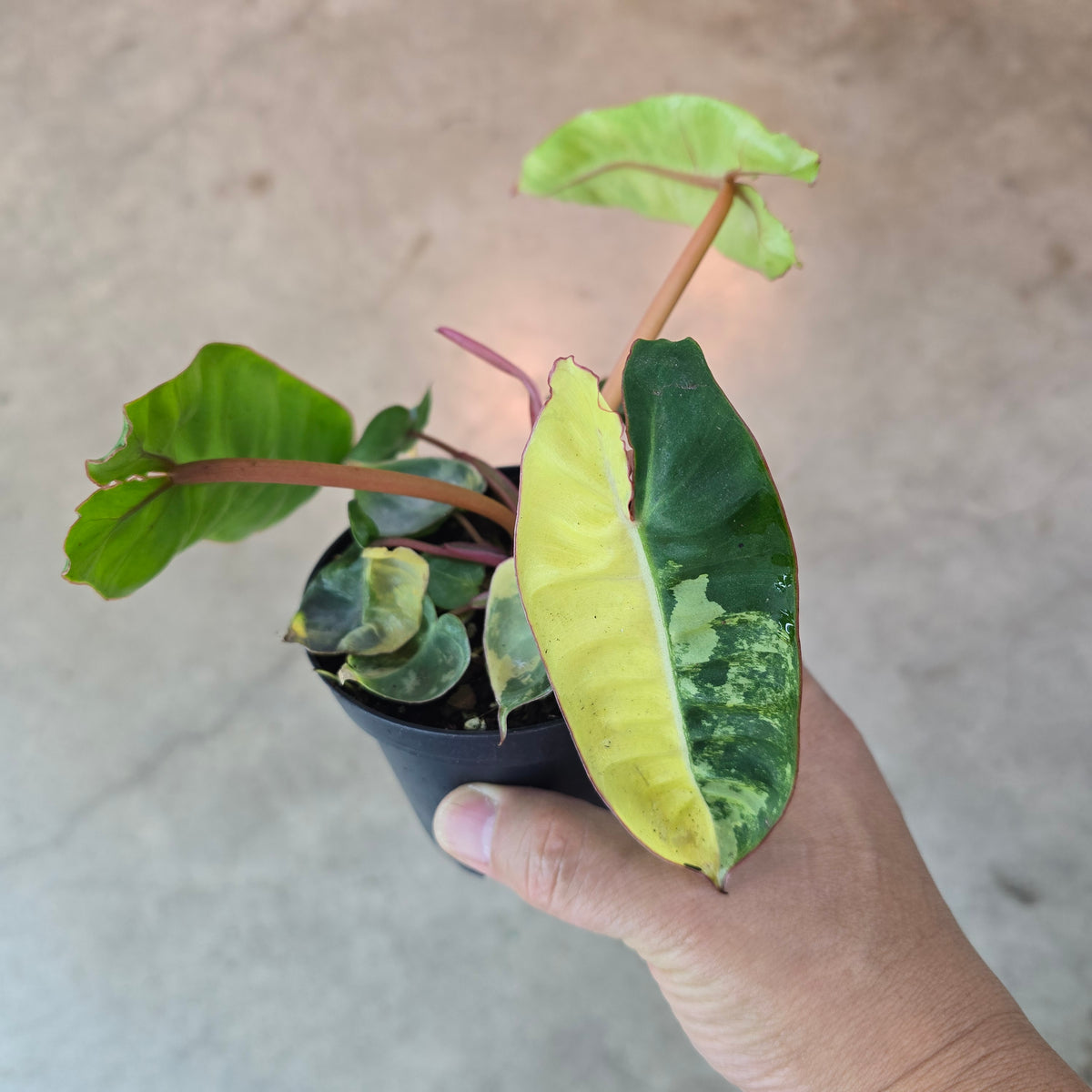 Philodendron billietiae 'Variegata' - 4"
