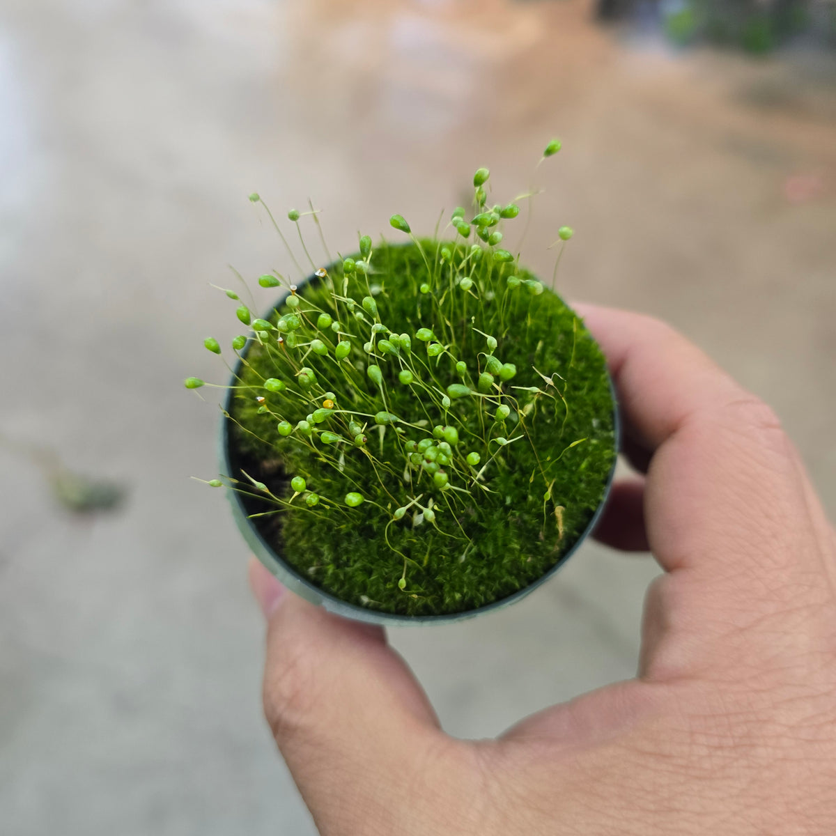 Moss - 2" (assorted)