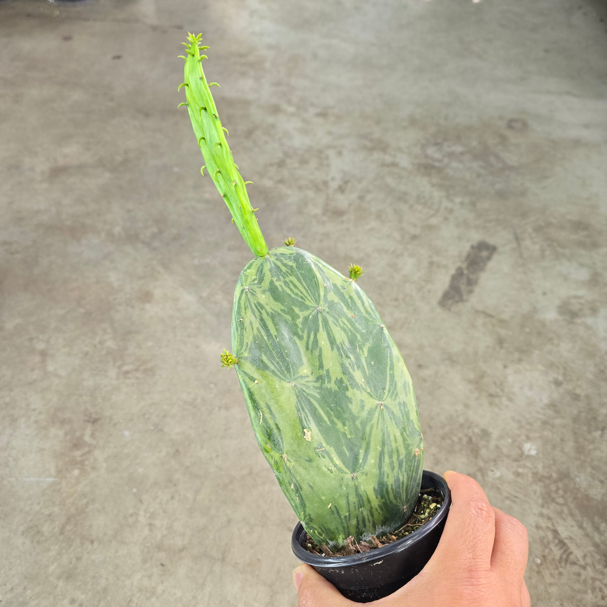 Opuntia cochenillifera 'Variegata' - 4"