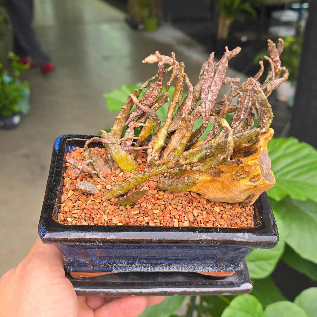 Euphorbia platyclada - potted
