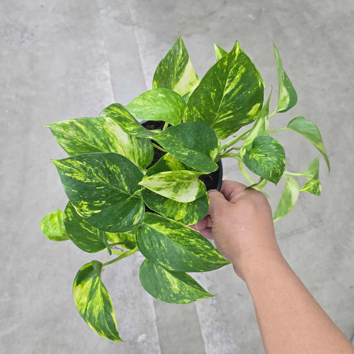 Epipremnum 'Golden Hawaiian' - 6"