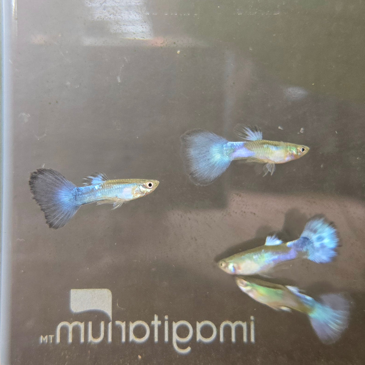 Diamond Guppy - Male