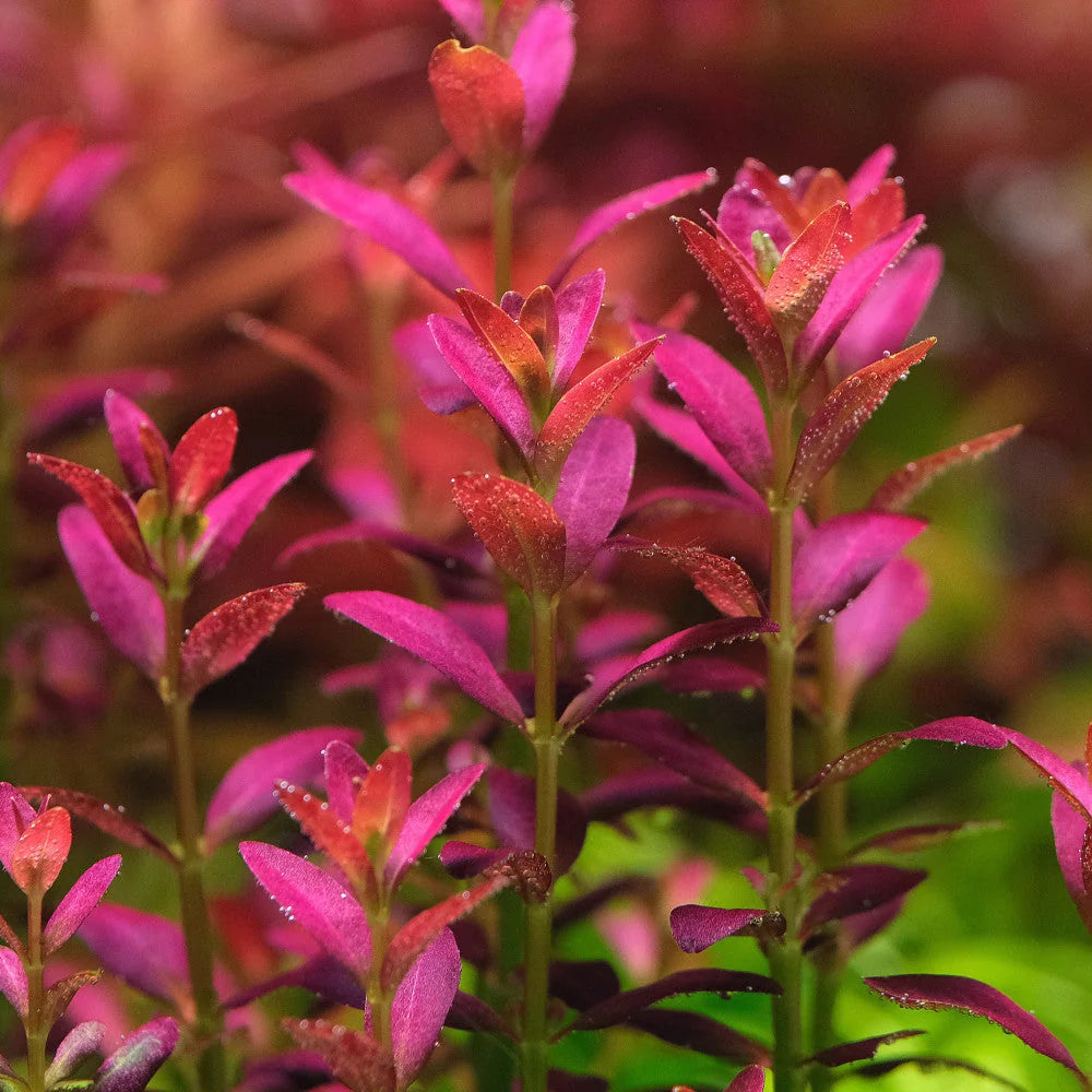 Rotala ramosior - Florida