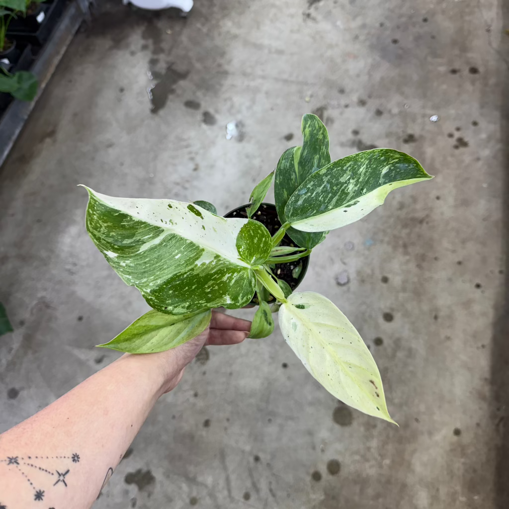 PHILODENDRON - Philodendron 'Jose Buono Fiesta' - 4"