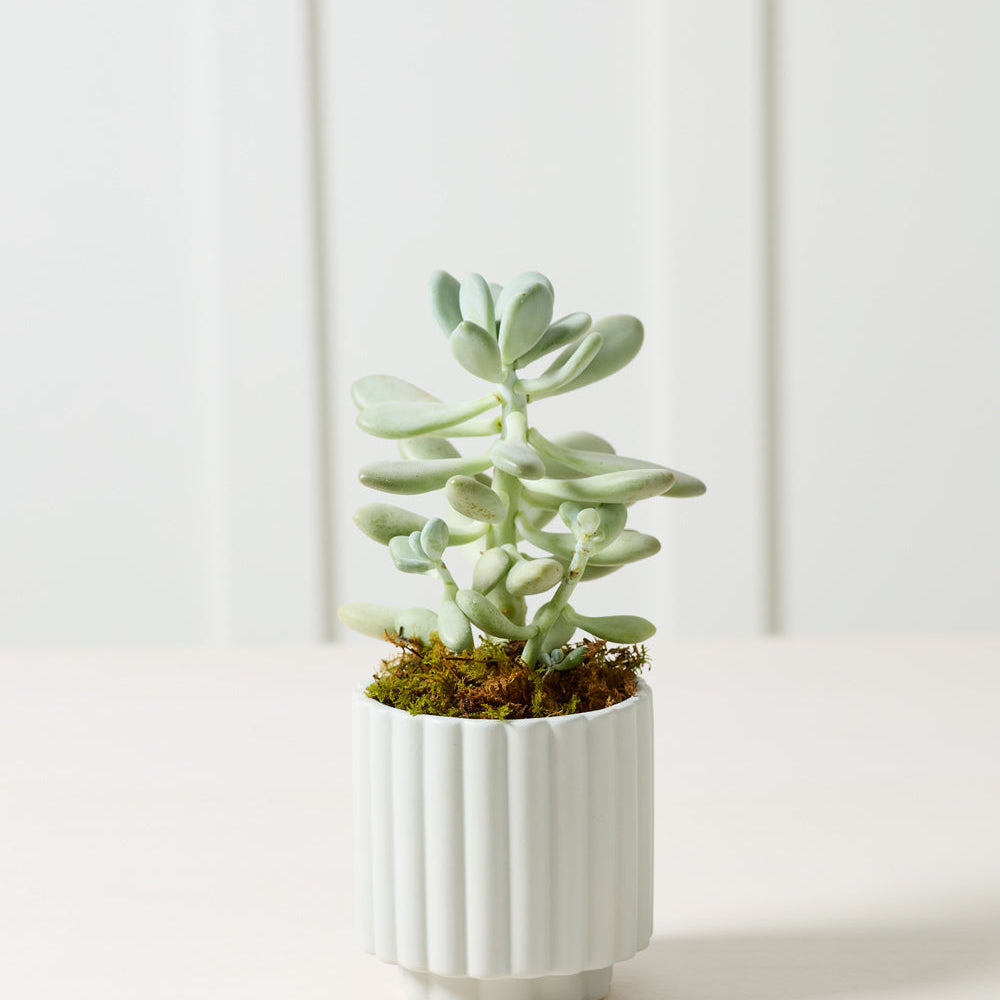 Carmen Pot - 4.5" (light blue)