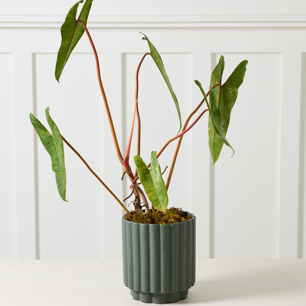 Carmen Pot - 7.25" (dark green)