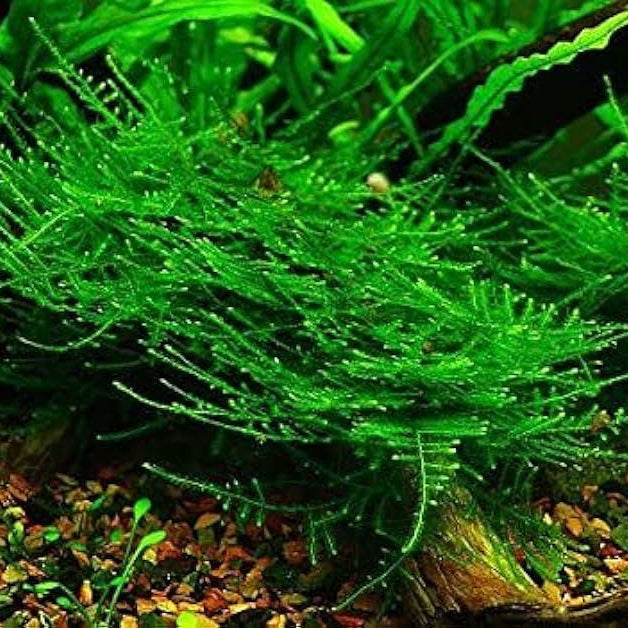 Taiwan moss - 2" cup
