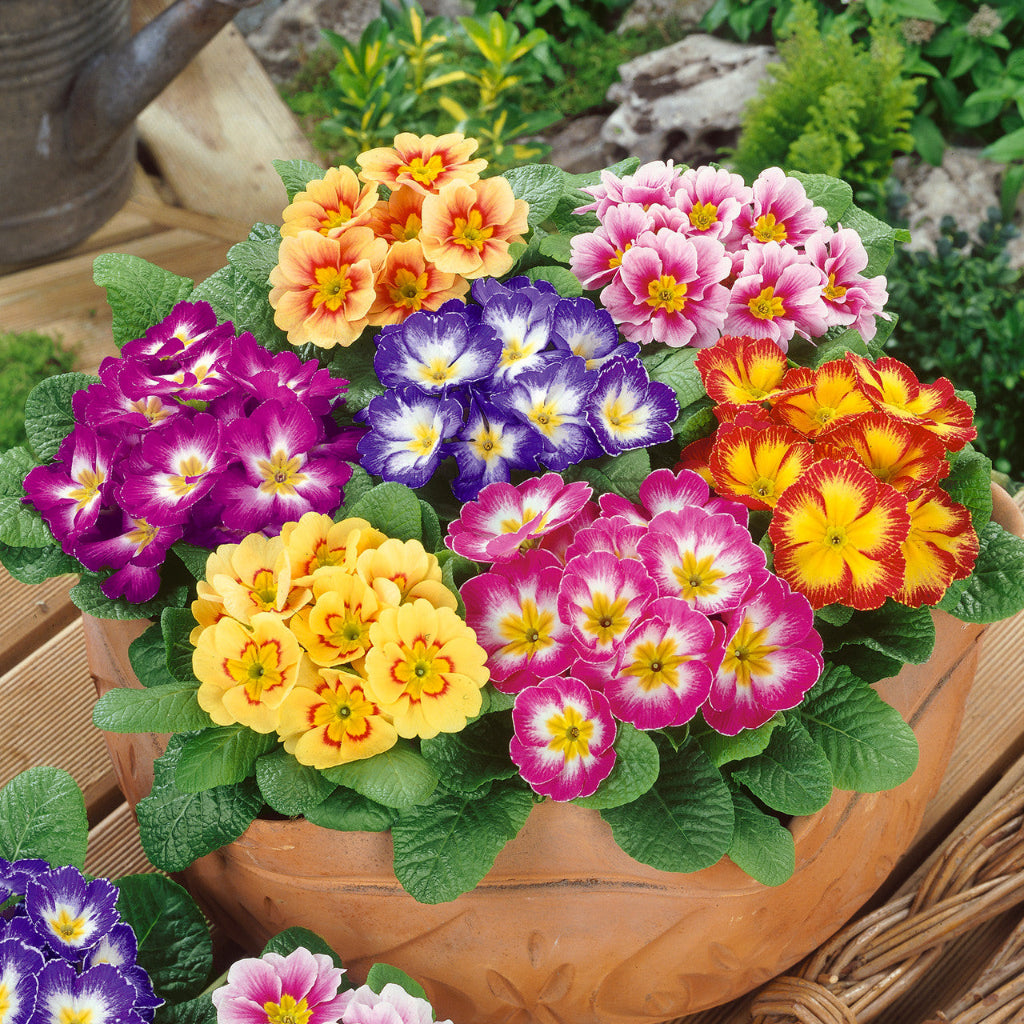 Primrose - 4" (assorted)