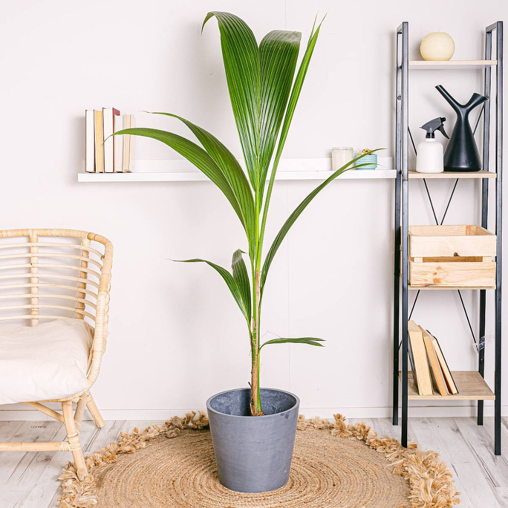 Cocos nucifera - 10"