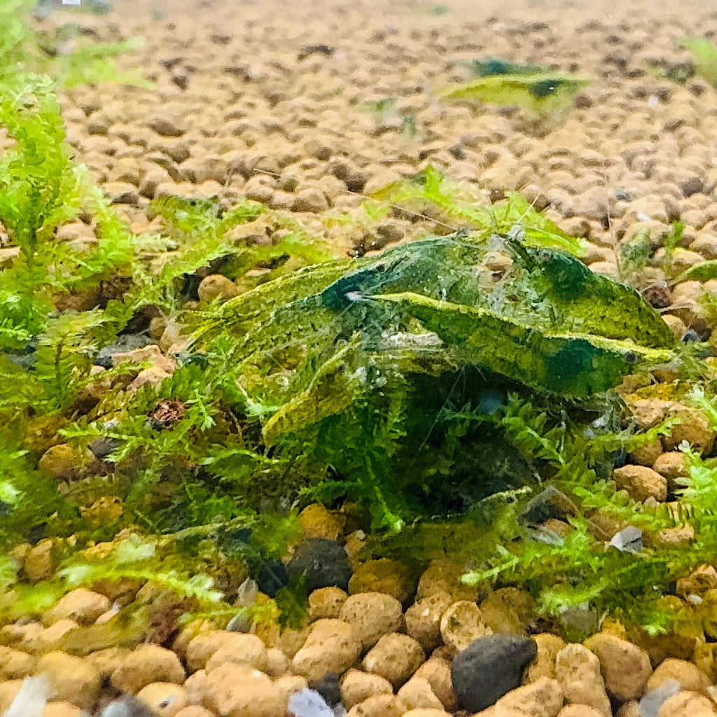 Green Jade Shrimp