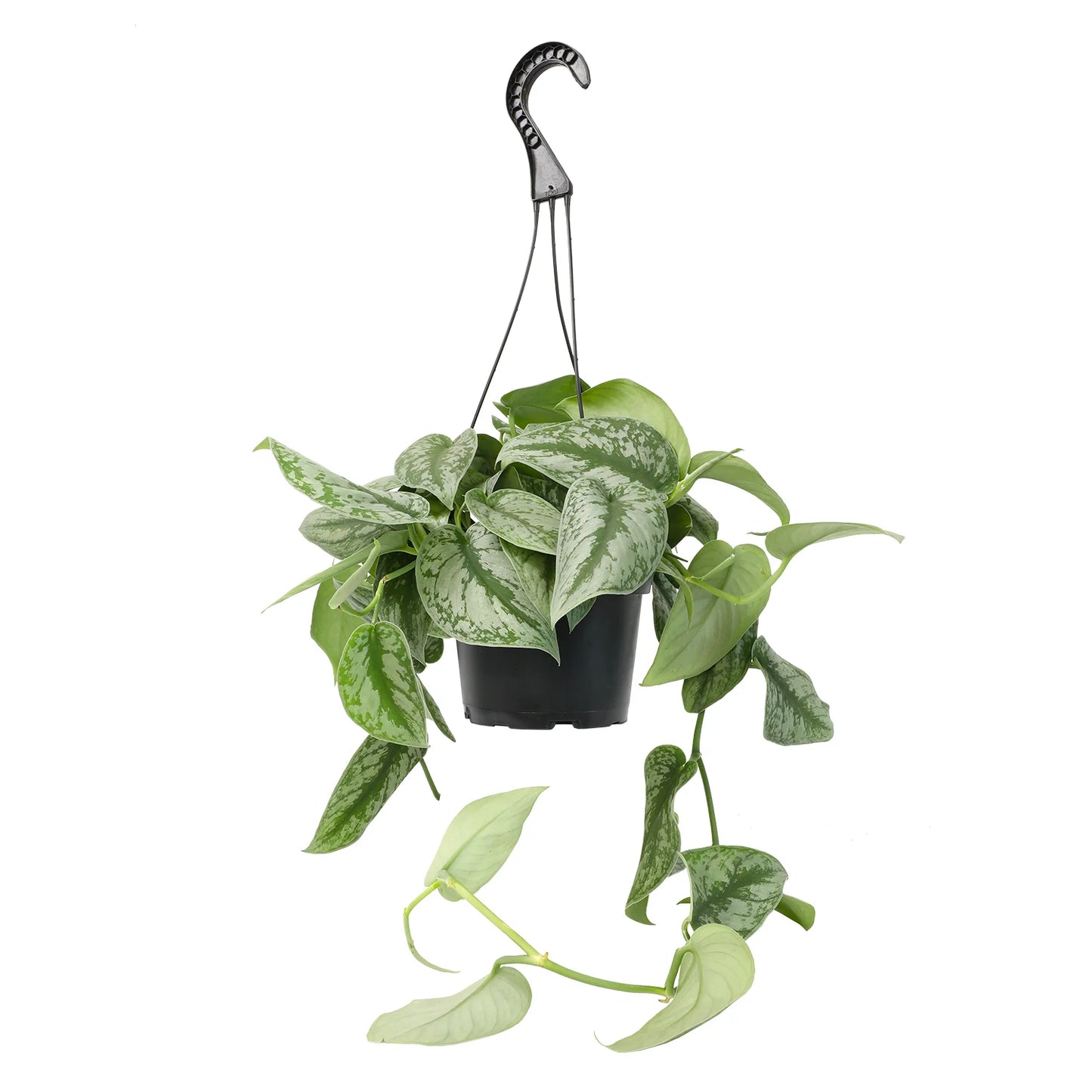 Tropical Hanging Basket - 8"